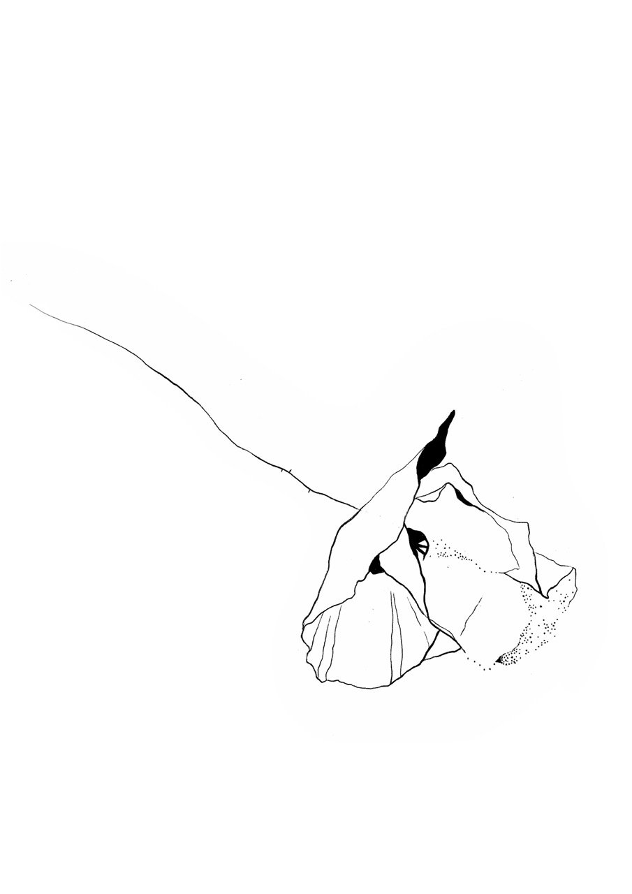 Line drawing of a poppy flower with a long stem and folded petals.