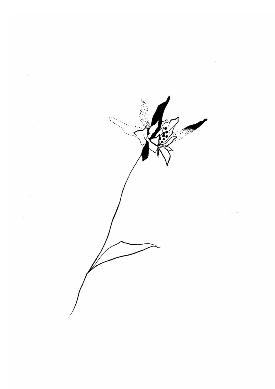 A minimalist black-and-white line drawing of a flower with a long slender stem, open blossoms, and delicate leaves, with some dotted details on the petals.