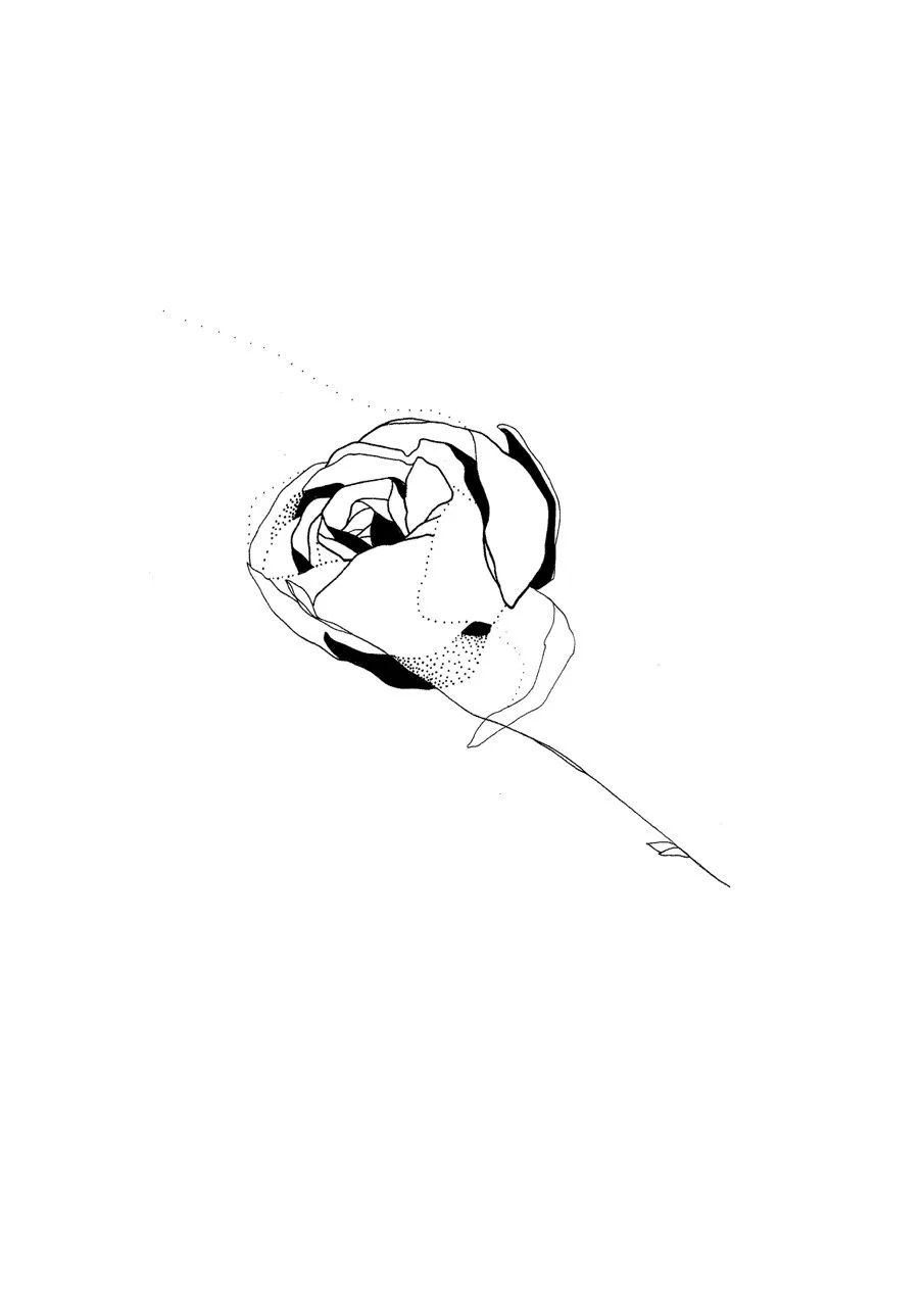 A black and white line drawing of a single ranunculus flower with minimalistic details.