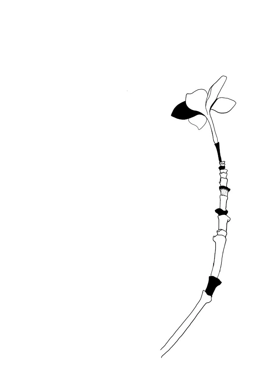 Black and white illustration of a small plumeria flower with a few leaves and a thin, slightly curved stem.