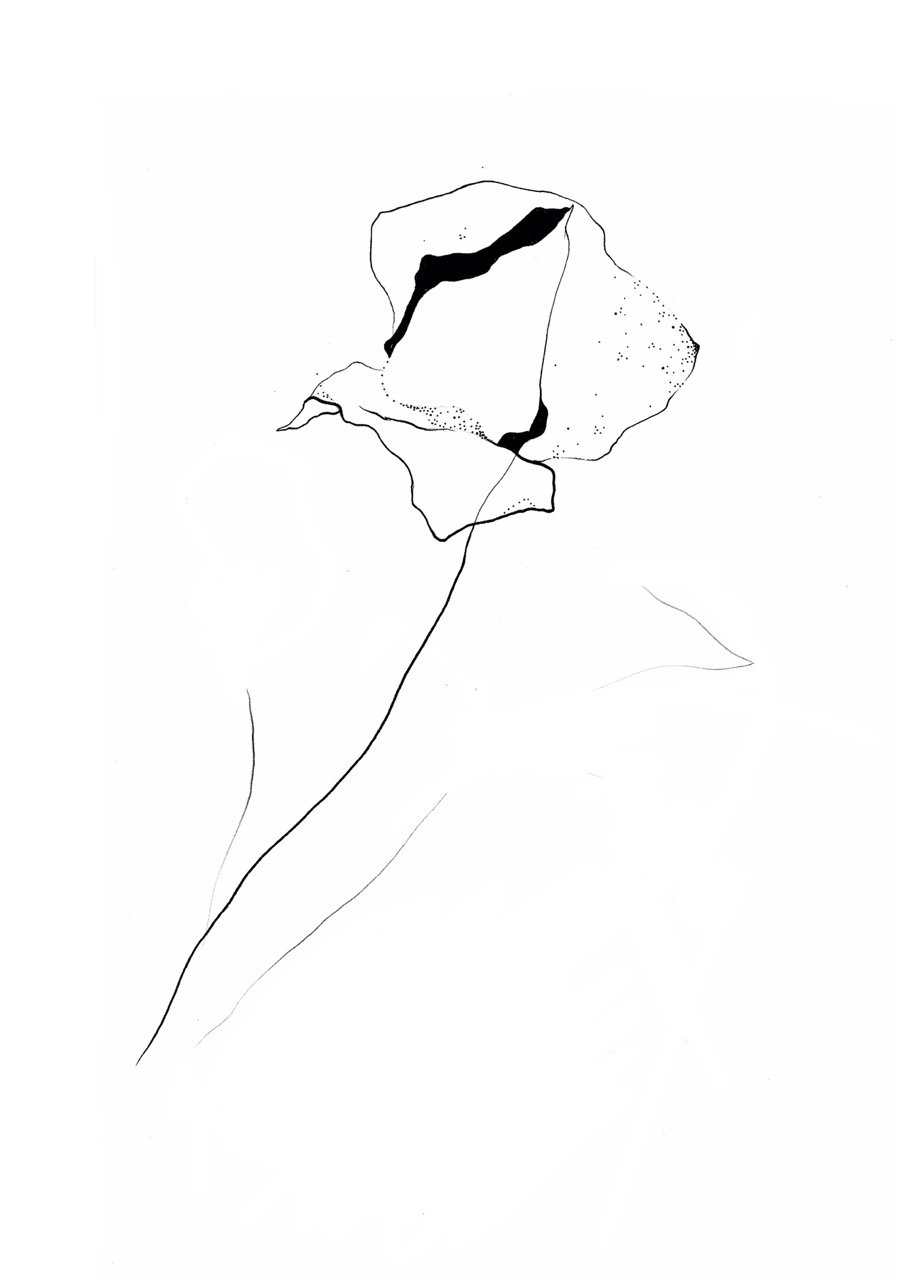 A minimalist black and white line drawing of a flower, likely a poppy, with delicate stems and petals outlined with minimal detail.