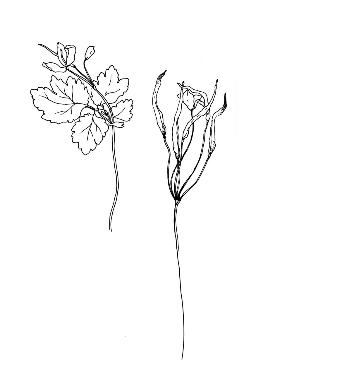 Line drawing of a small plant with leaves on the left and seed pods on the right, both connected by long thin stems.