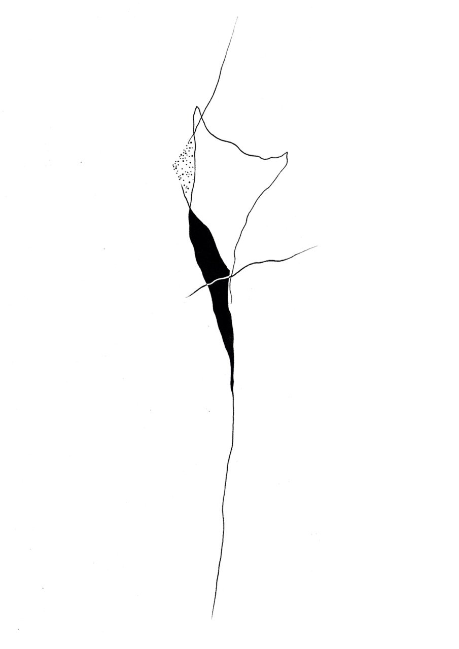 Abstract black and white line drawing with a central dark shape and delicate lines extending outward, resembling a minimalist depiction of a leaf or plant.
