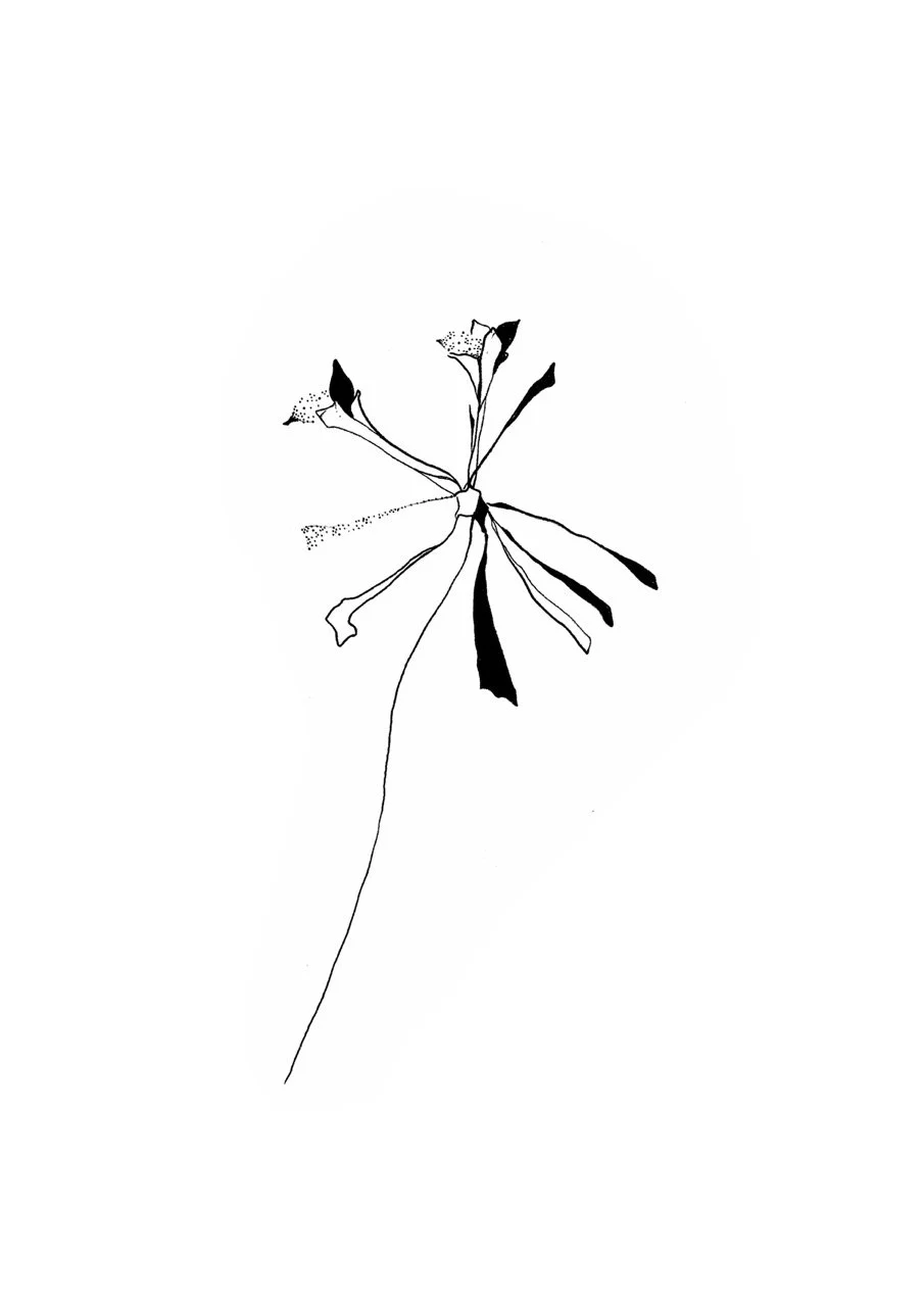 Black and white illustration of a flower with three open blooms, slender stems, and long leaves, drawn with minimal detail.