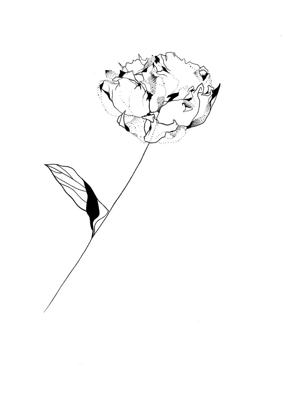 Black and white line drawing of a peony, with details on petals and a single leaf on the stem.