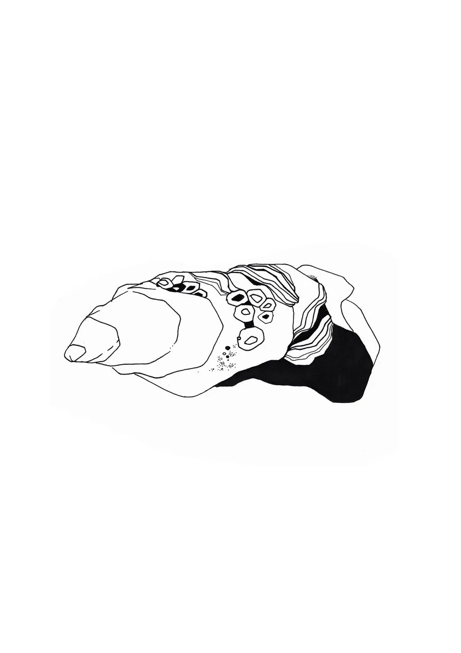 Black and white abstract oyster illustration