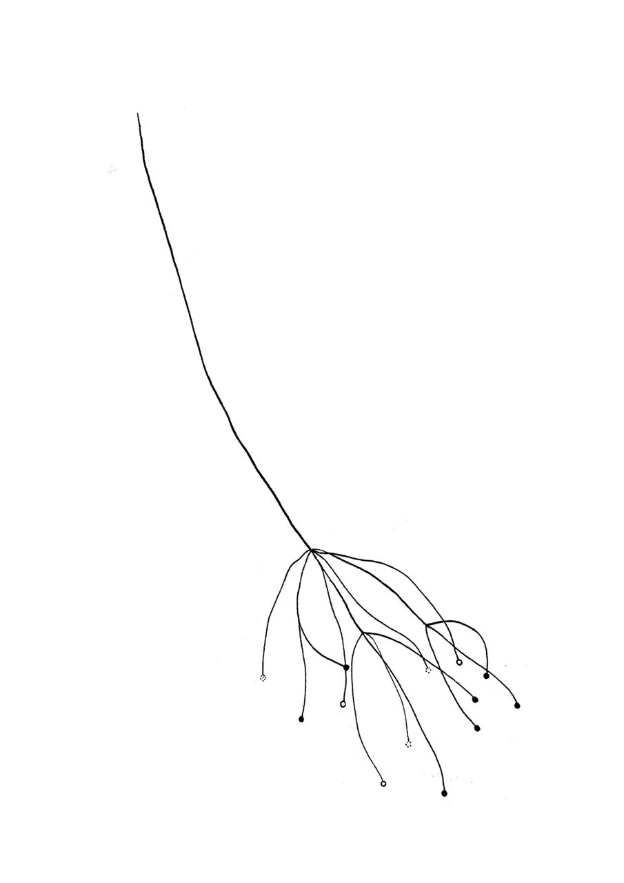A simple black line drawing of a plant with a long, curved stem and several thin, branching stems ending in small round buds or flowers.