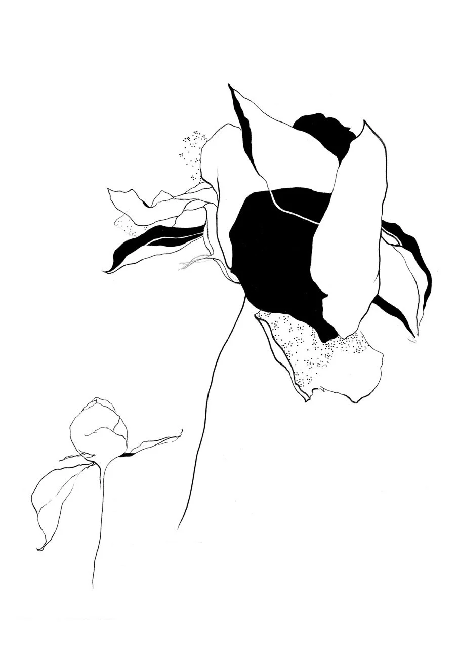 AU_peony.jpeg
