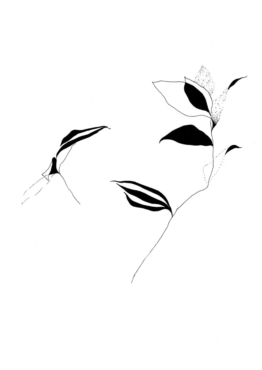 Minimalist black and white line drawing of leaves and plant stems on a white background.