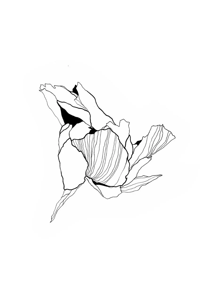 Line drawing of a peony flower with detailed petals and leaves.