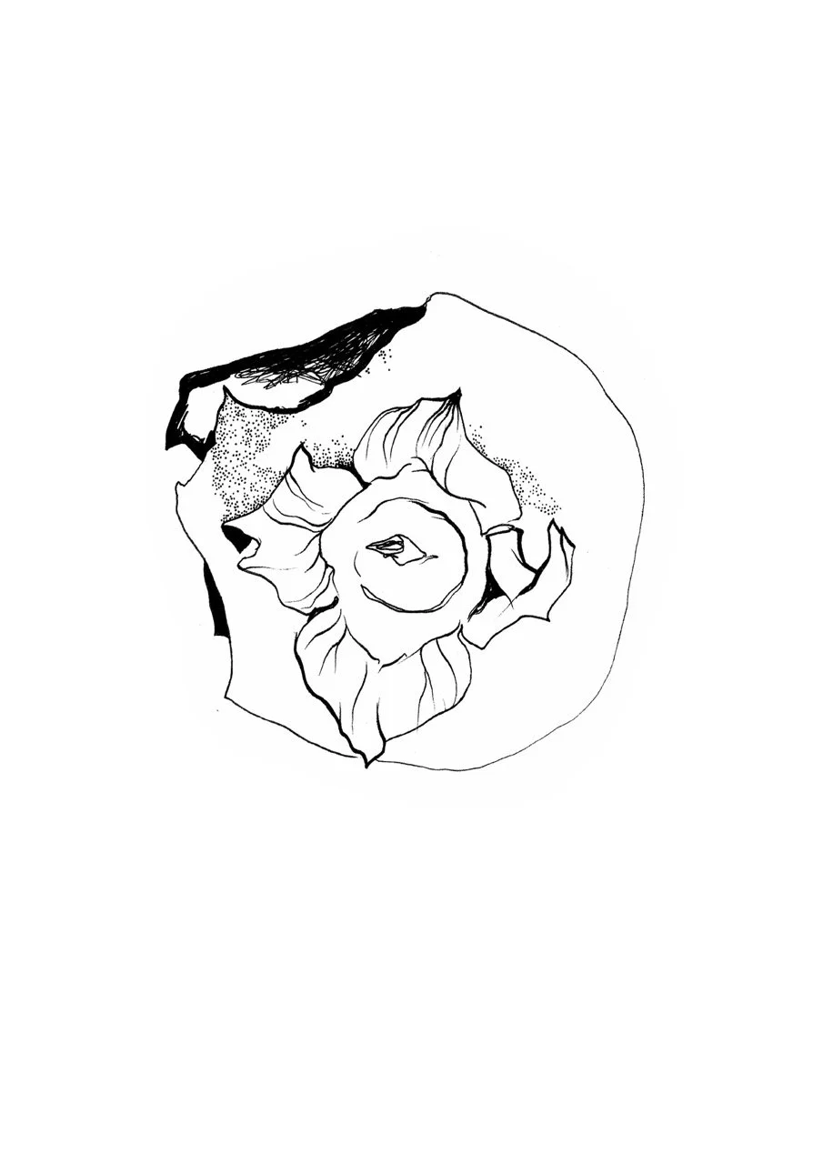 Line drawing of a persimmon.
