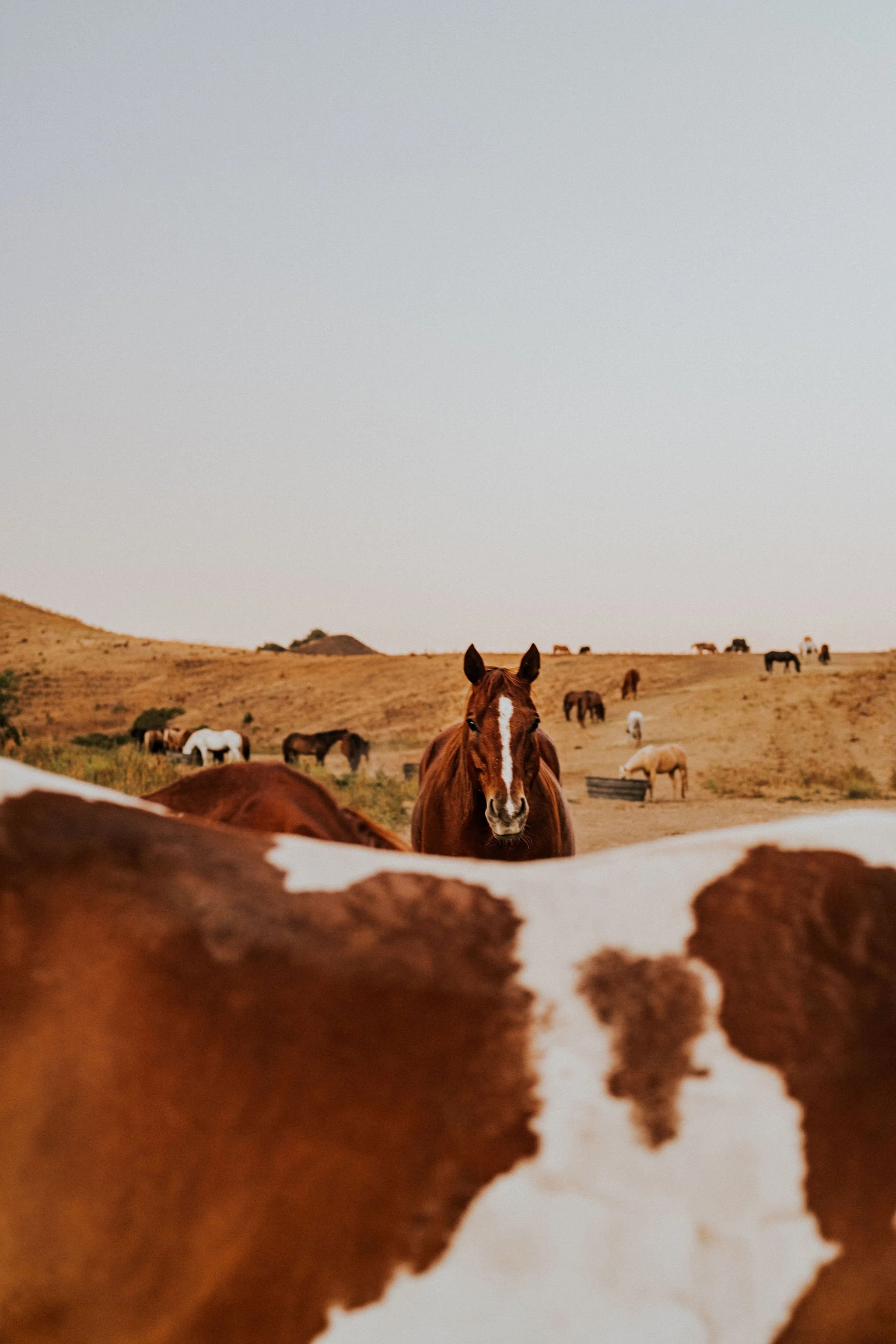 DSC_1479Edit_HiRes (1).JPG