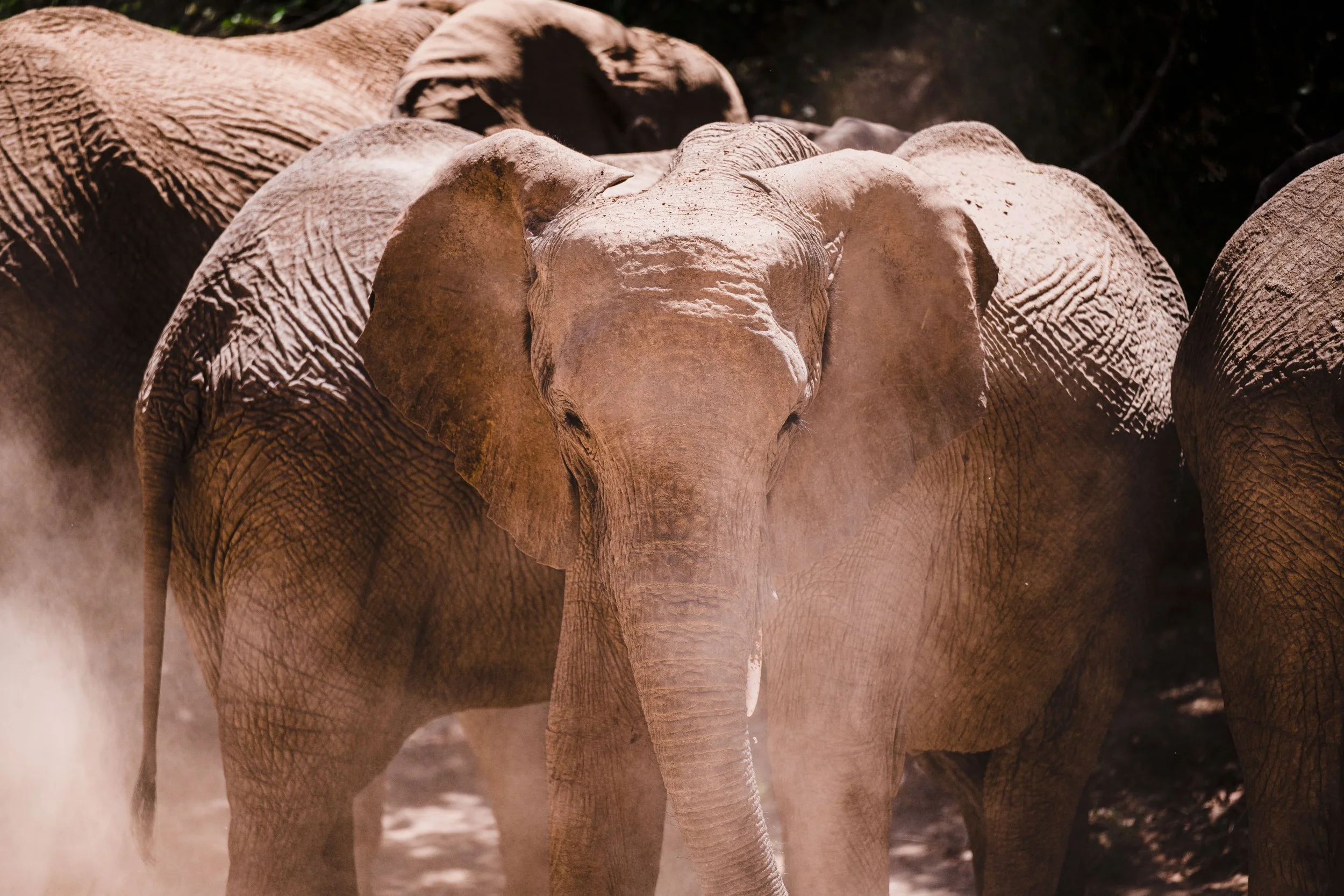 DSC_0913WebRes (1).JPG