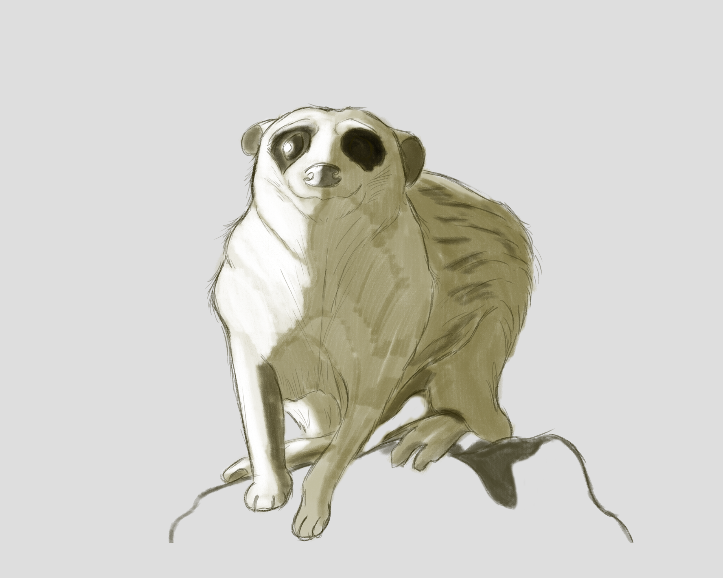 Meerkat_Sketch01.png