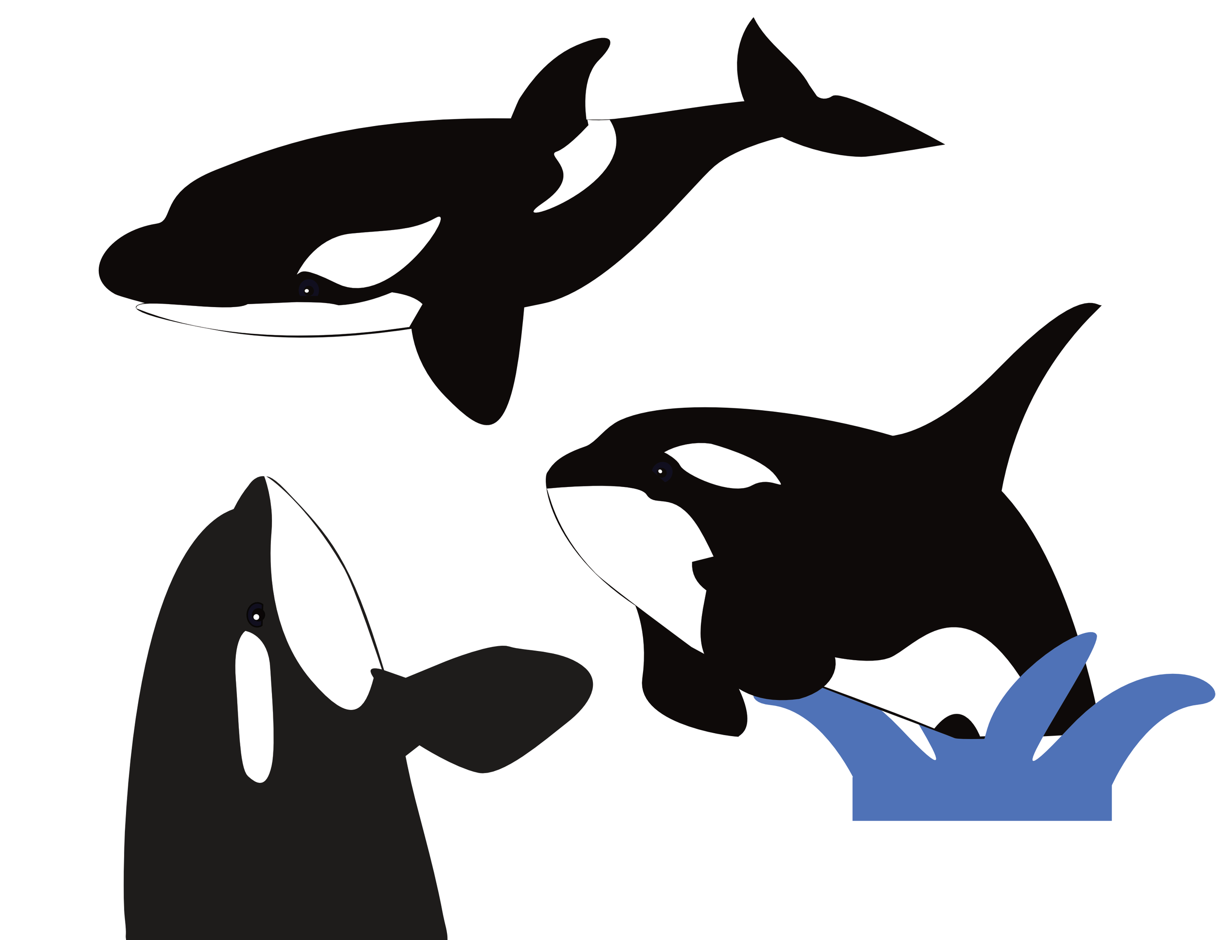 Killer Whale Illustrations