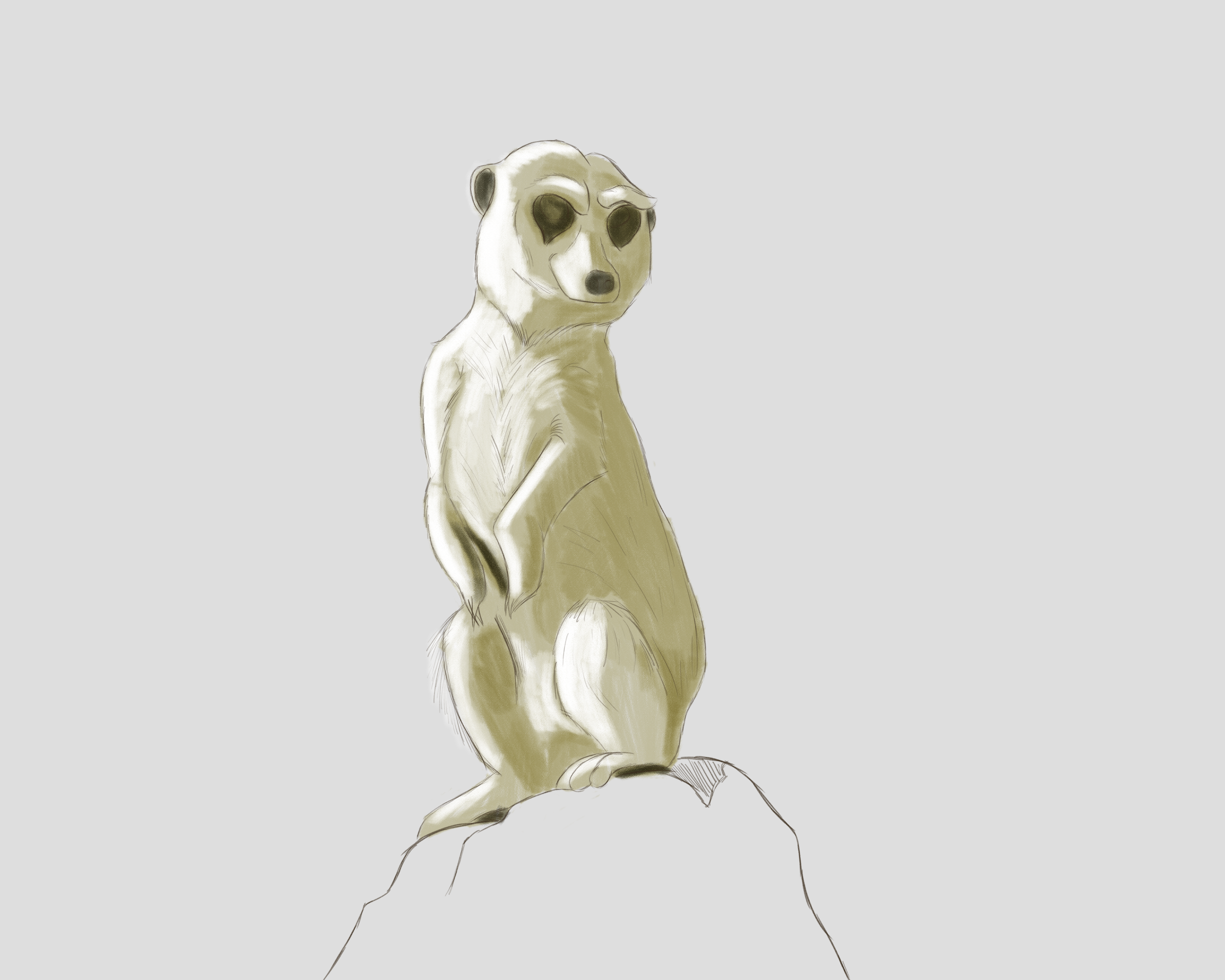 Meerkat_Sketch02.png