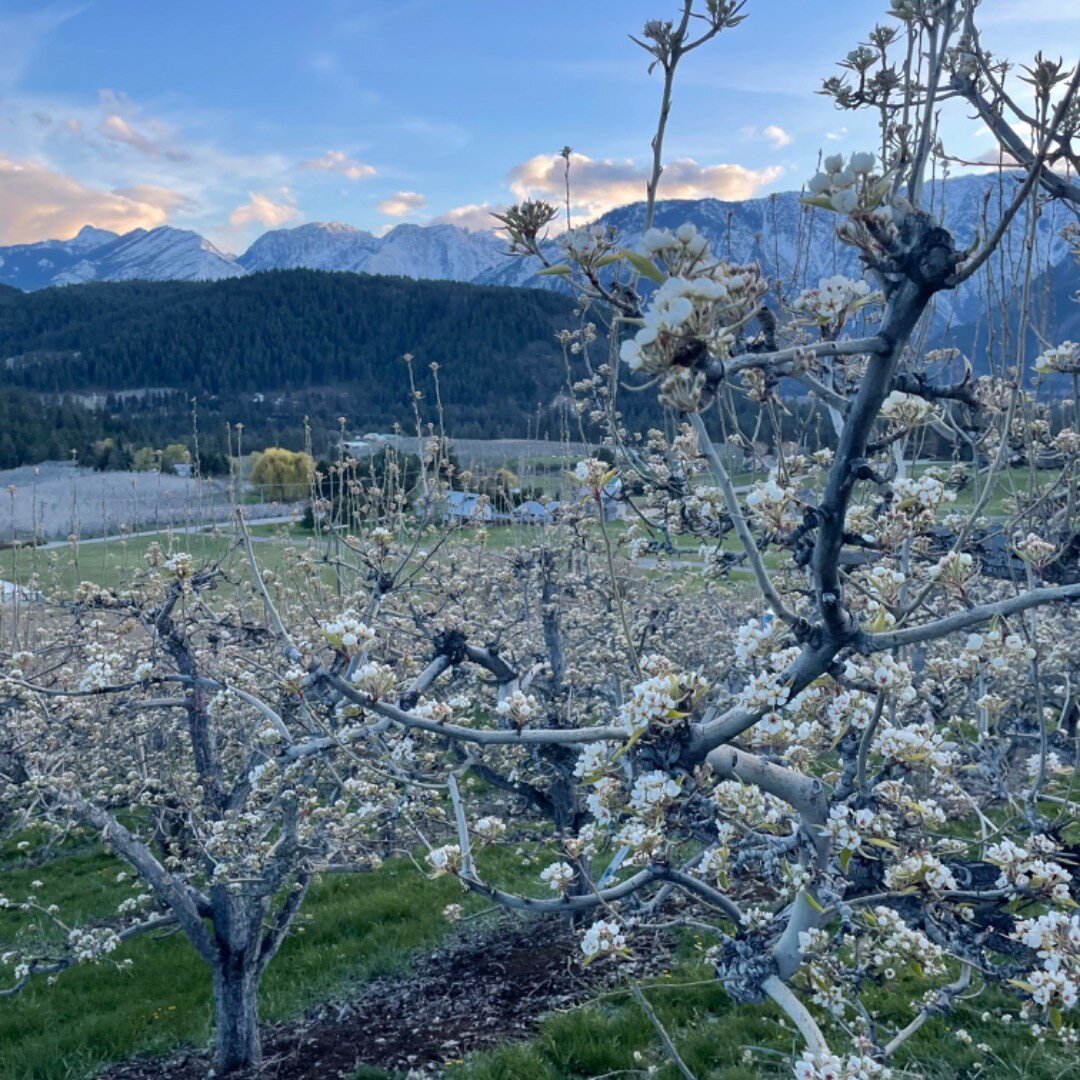 Flowers just starting to open. Bees coming tonight. Beautiful evening. God is good!