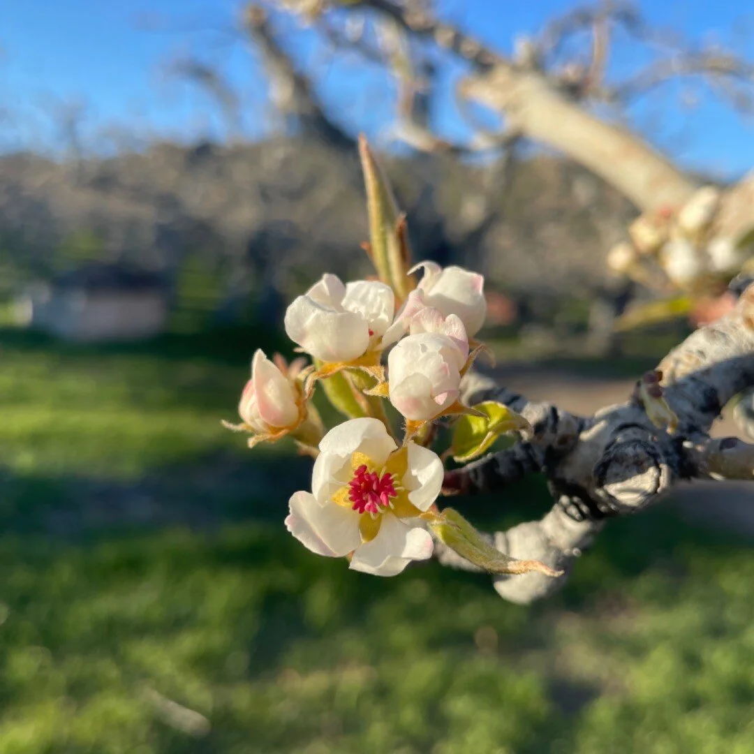 No pollen yet but getting very close.