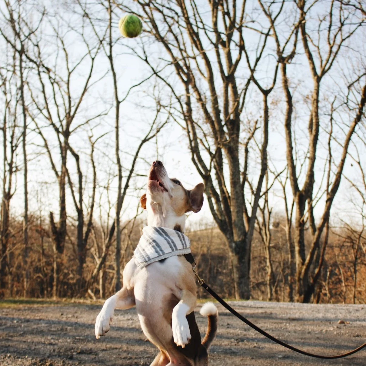   Dog  Training  Services  