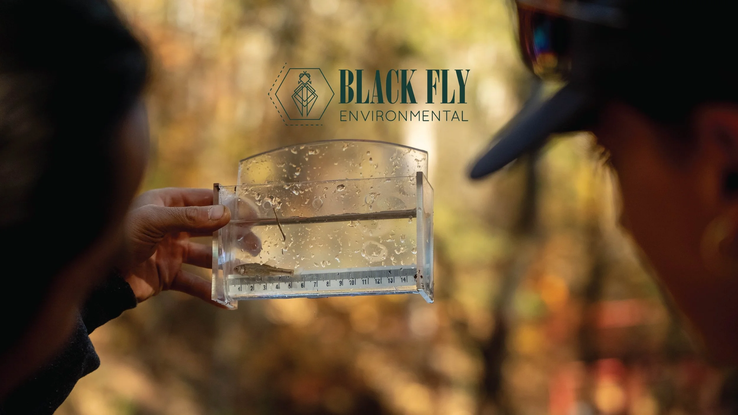 Two people observing a small fish inside a clear rectangular tank with water, a thermometer, and a fishing hook, outdoors with blurred autumn-colored trees in the background, and a 'Black Fly Environmental' logo in the sky.