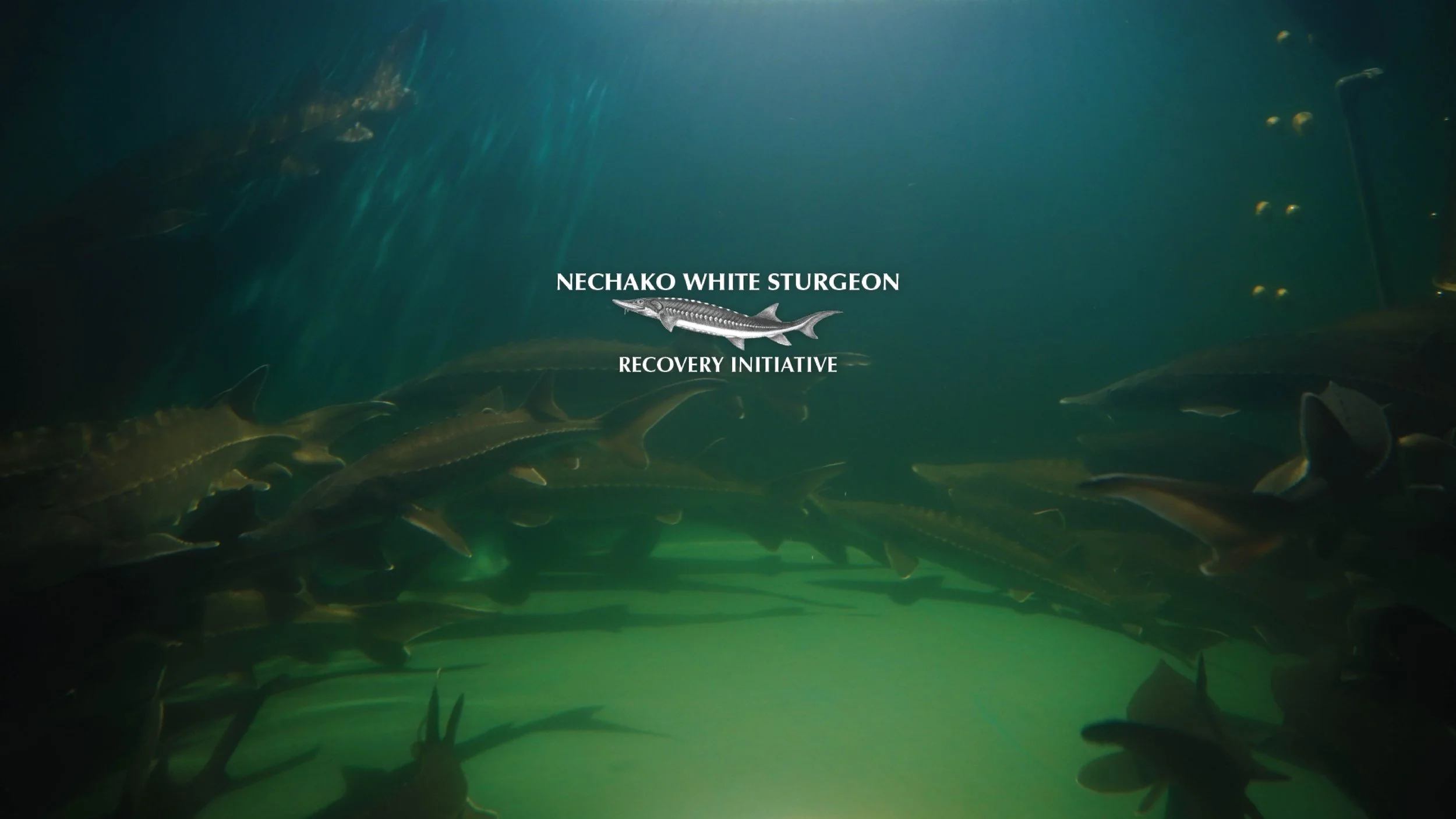 Underwater scene of Sturgeon in a tank, and the text "Nechako White Sturgeon Recovery Initiative" and a sturgeon illustration in the center.