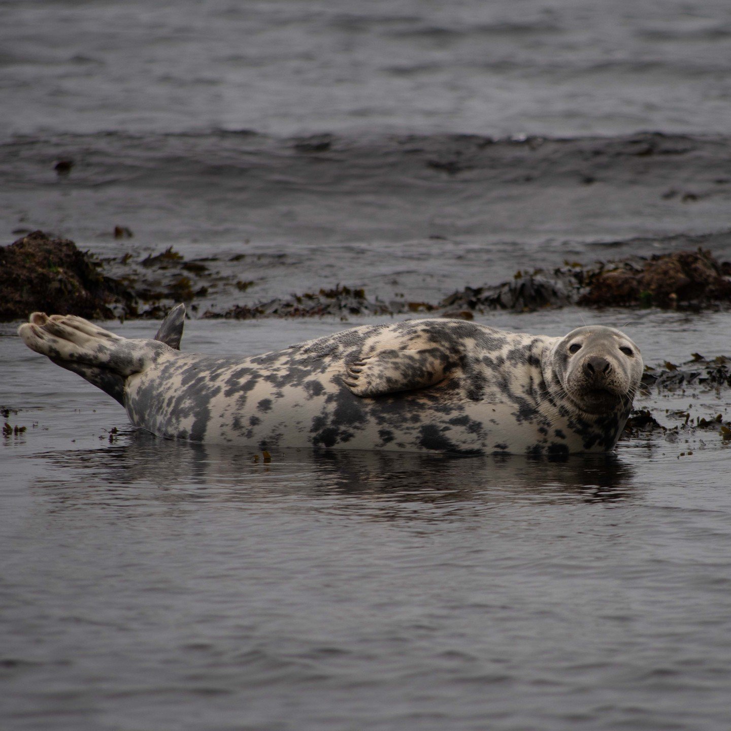 Family of seals on the rocks at Keil's Point, Kintyre.
.
.
#seal #sealife #coastalwaters #scotland #kintyre #marinelife #wildlifephotography #scotlandisbeautiful #sealfamily #sealsplaying #scottishcoast #oceanlife #exploringscotland #closetonature #m