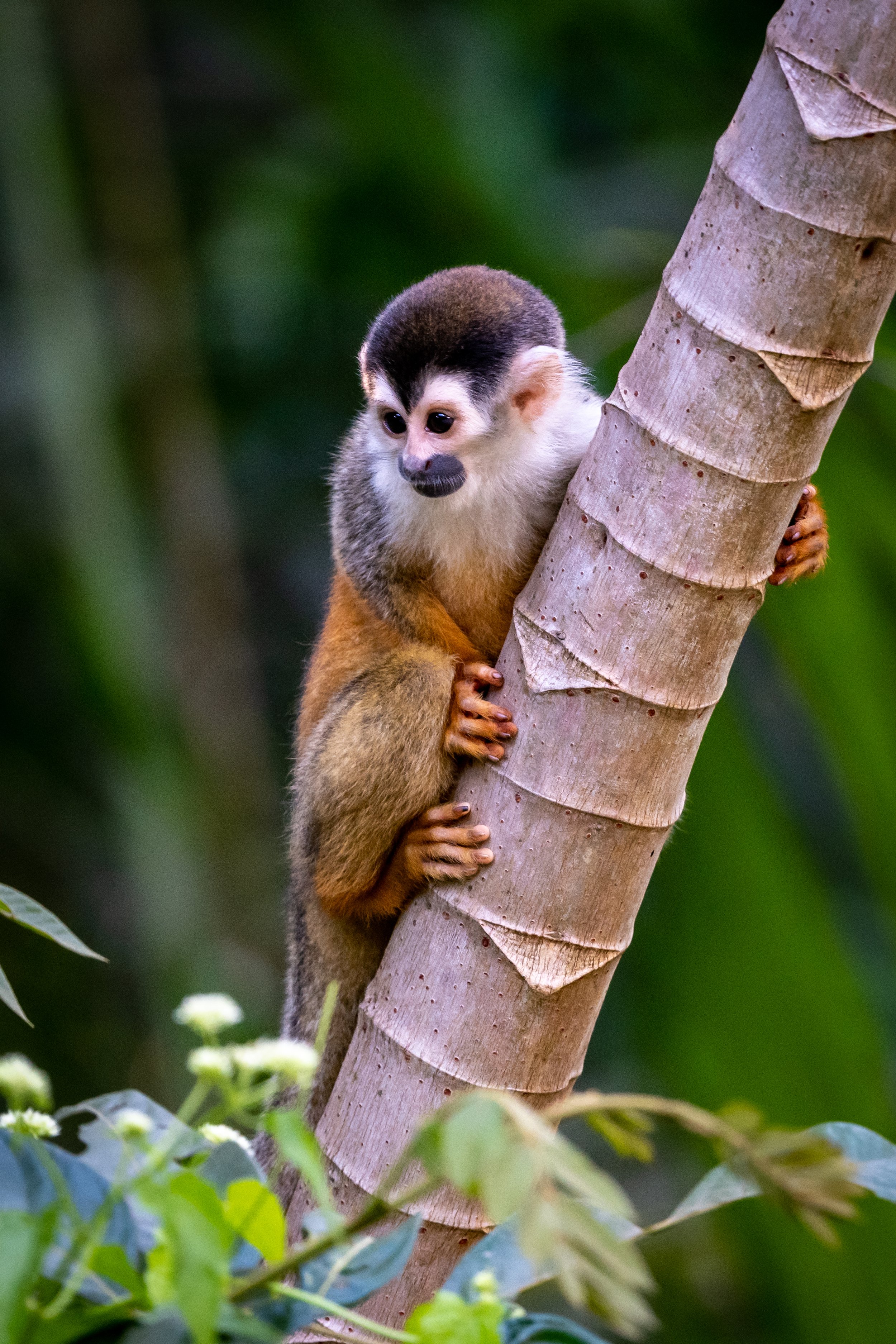 Squirrel Monkey.jpg