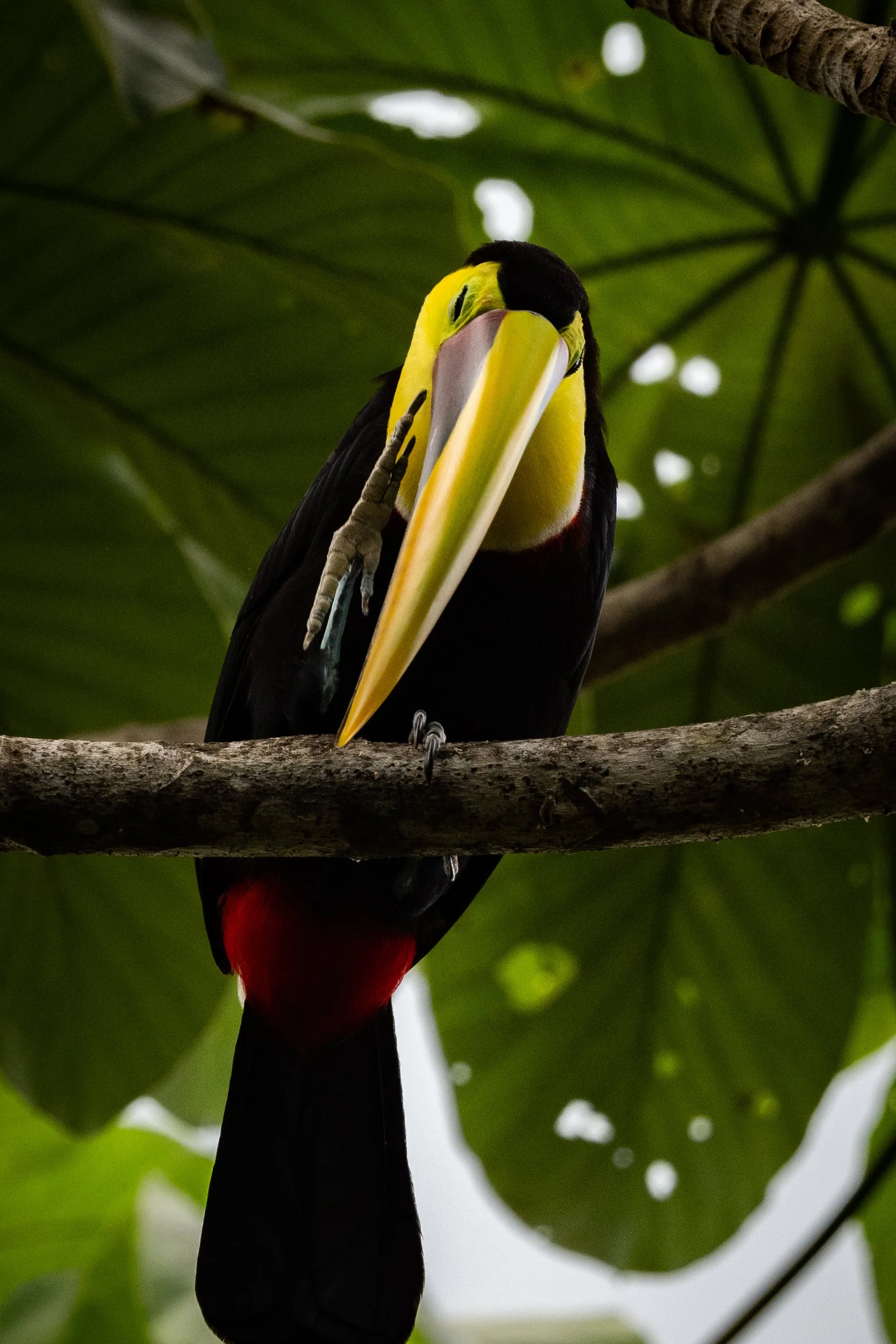 Yellow-Throated Toucan.jpg