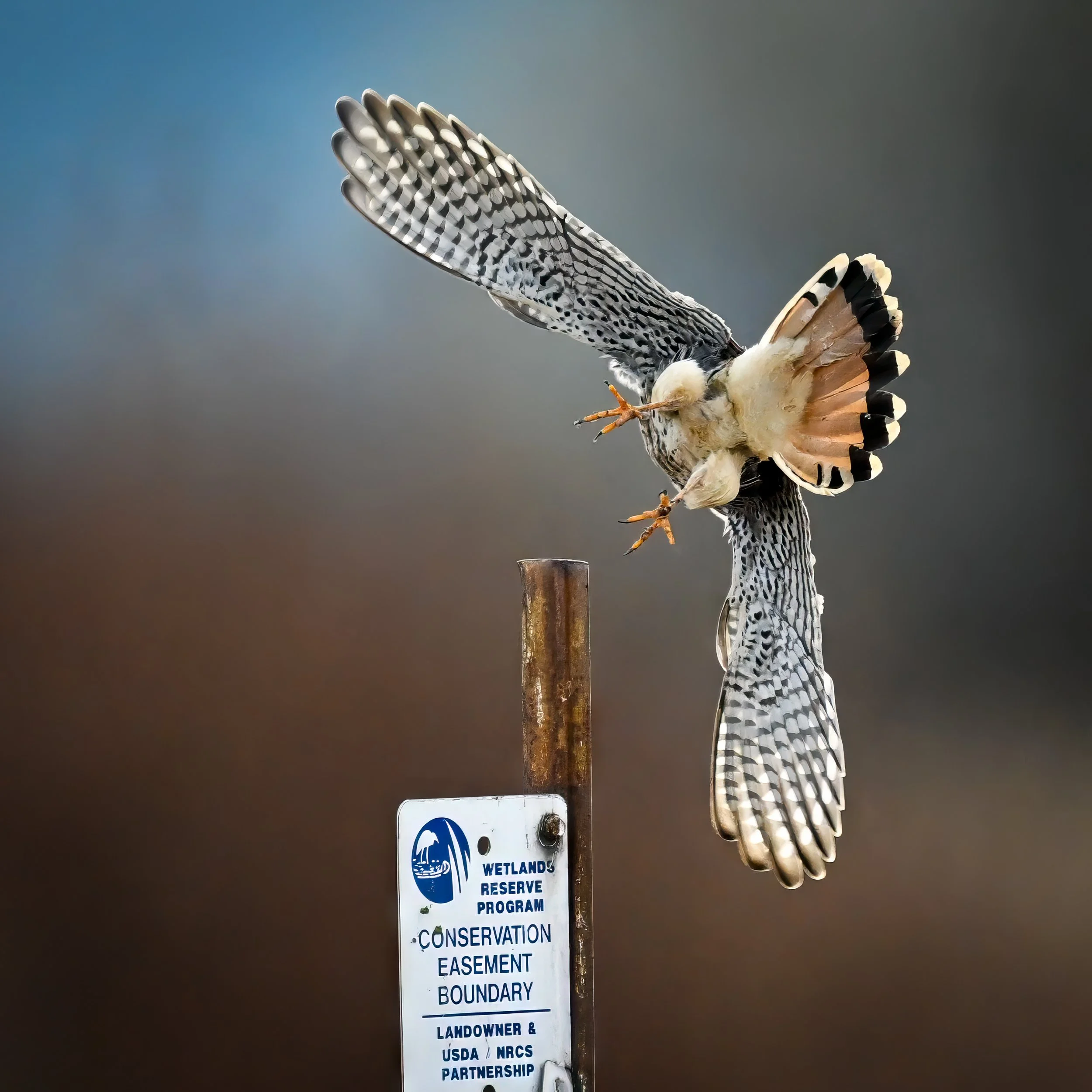 Bird Photography