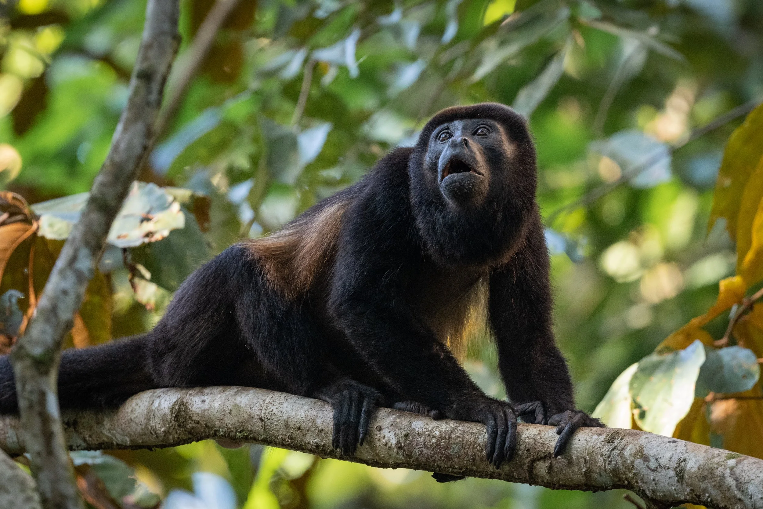 Howler Monkey 2.jpg