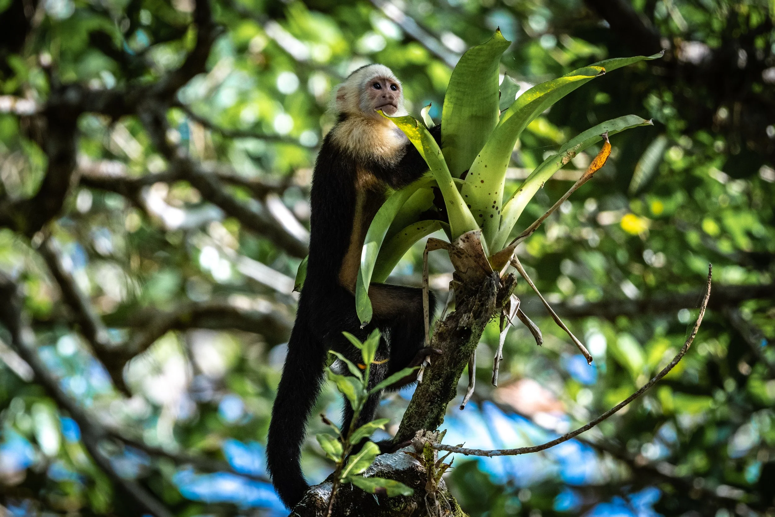 White Faced Capuchin.jpg