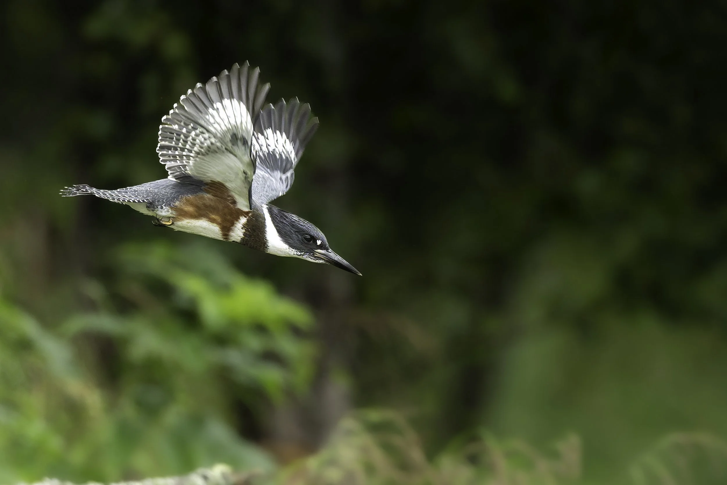 20260825-NZ9_4344-Edit.jpg