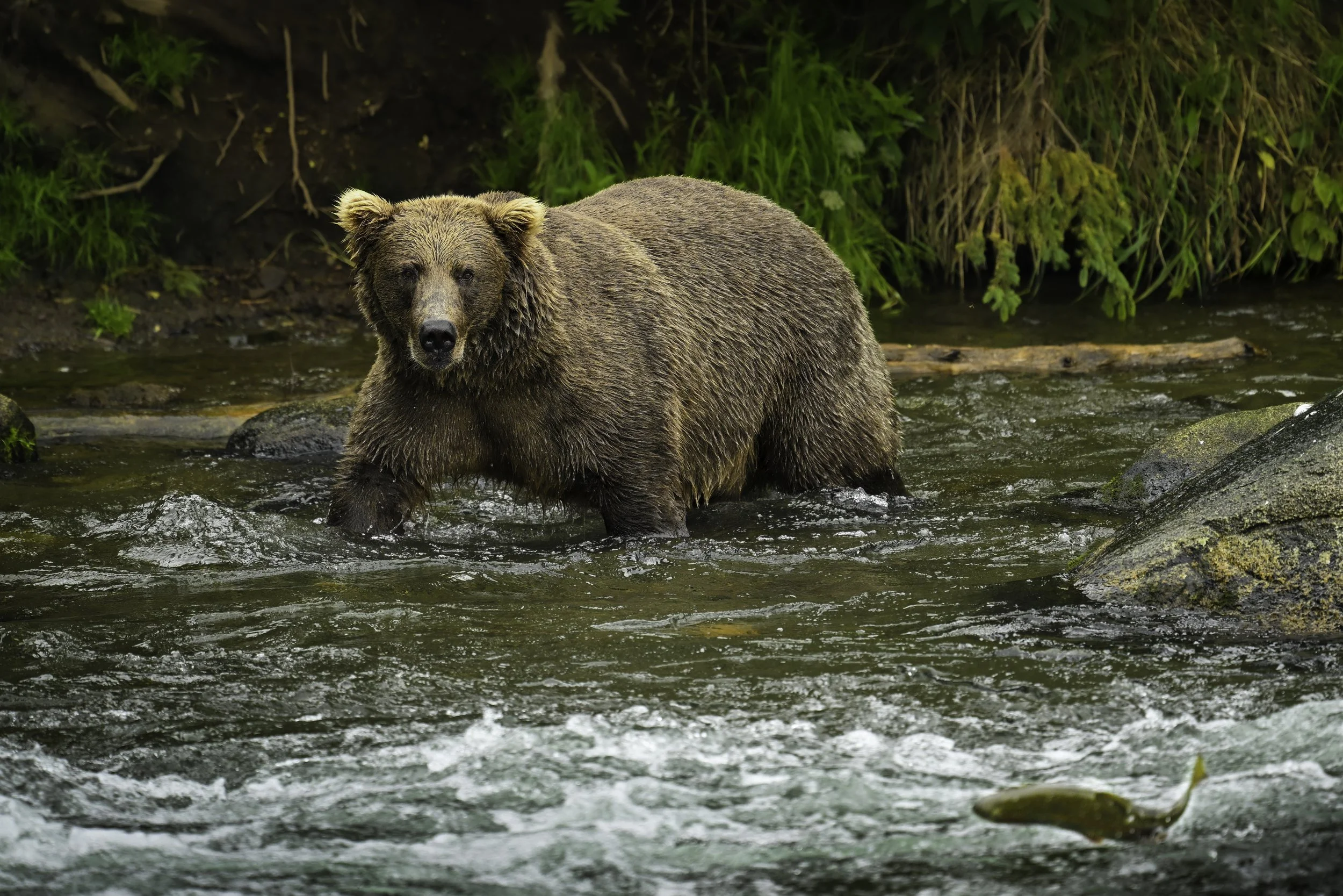NZ9_5032-Edit.jpg