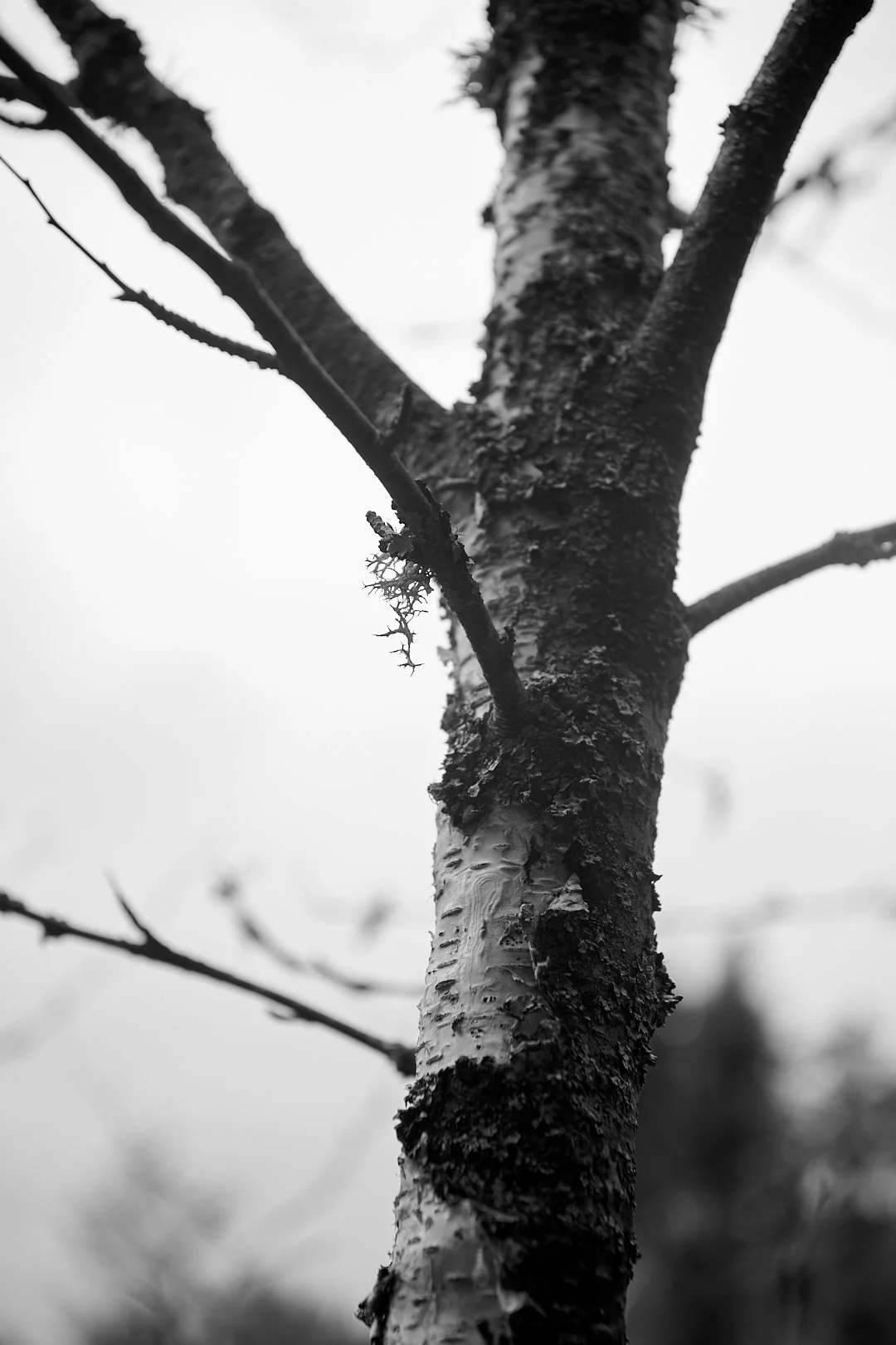20250809_ZF_Cottage_0006.jpg