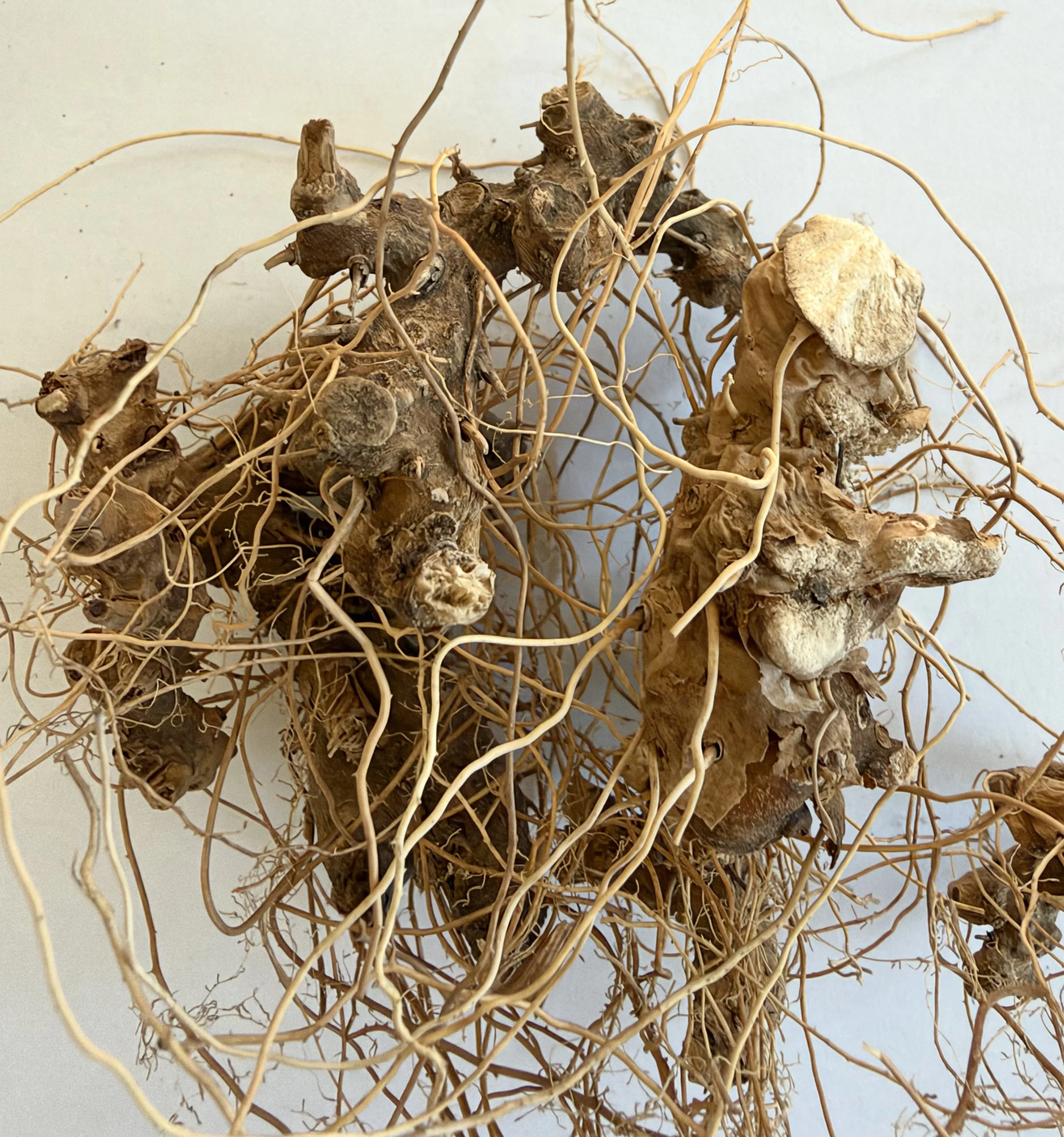 Wild Yam