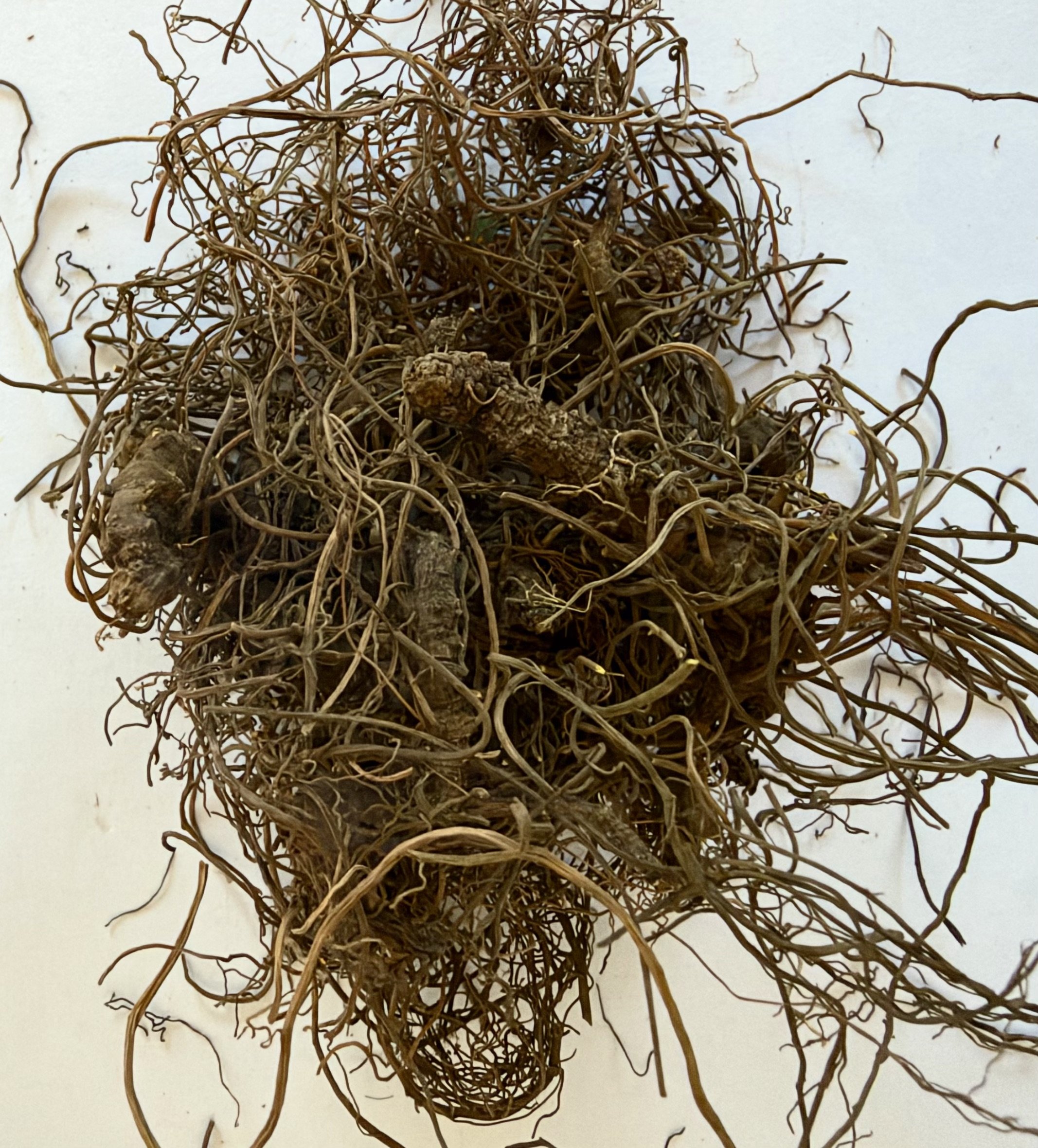 Goldenseal Rhizome