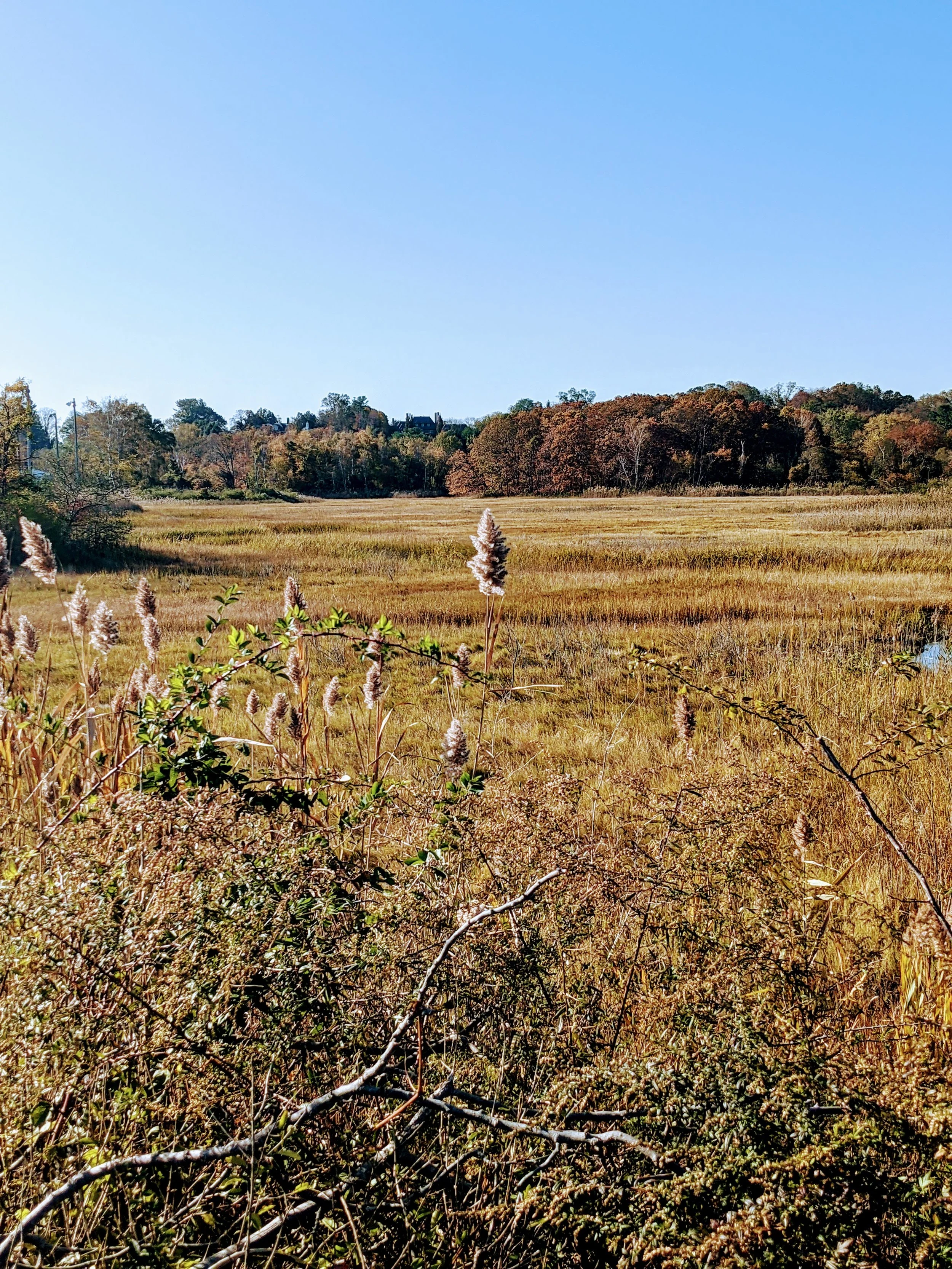 Audobon Nature Preserve (accessible via creek + kayak/paddleboard)