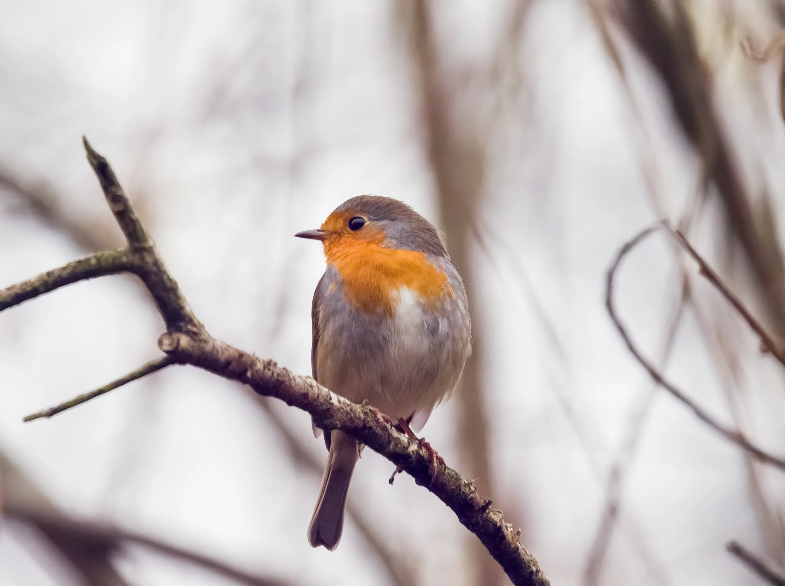 Rudzik na otarcie łez ;)