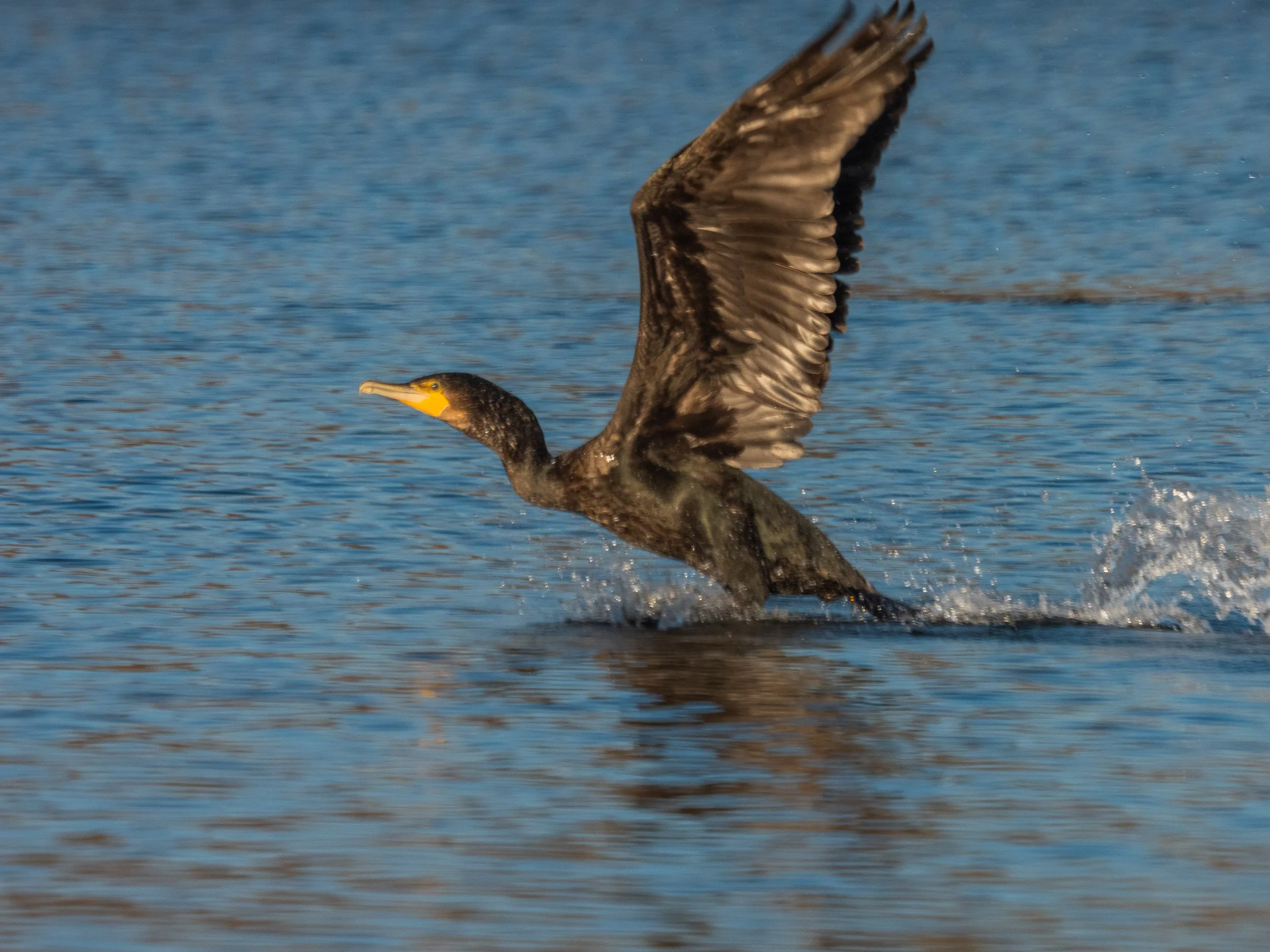 Wreszcie - udane podejśćie do kormorana