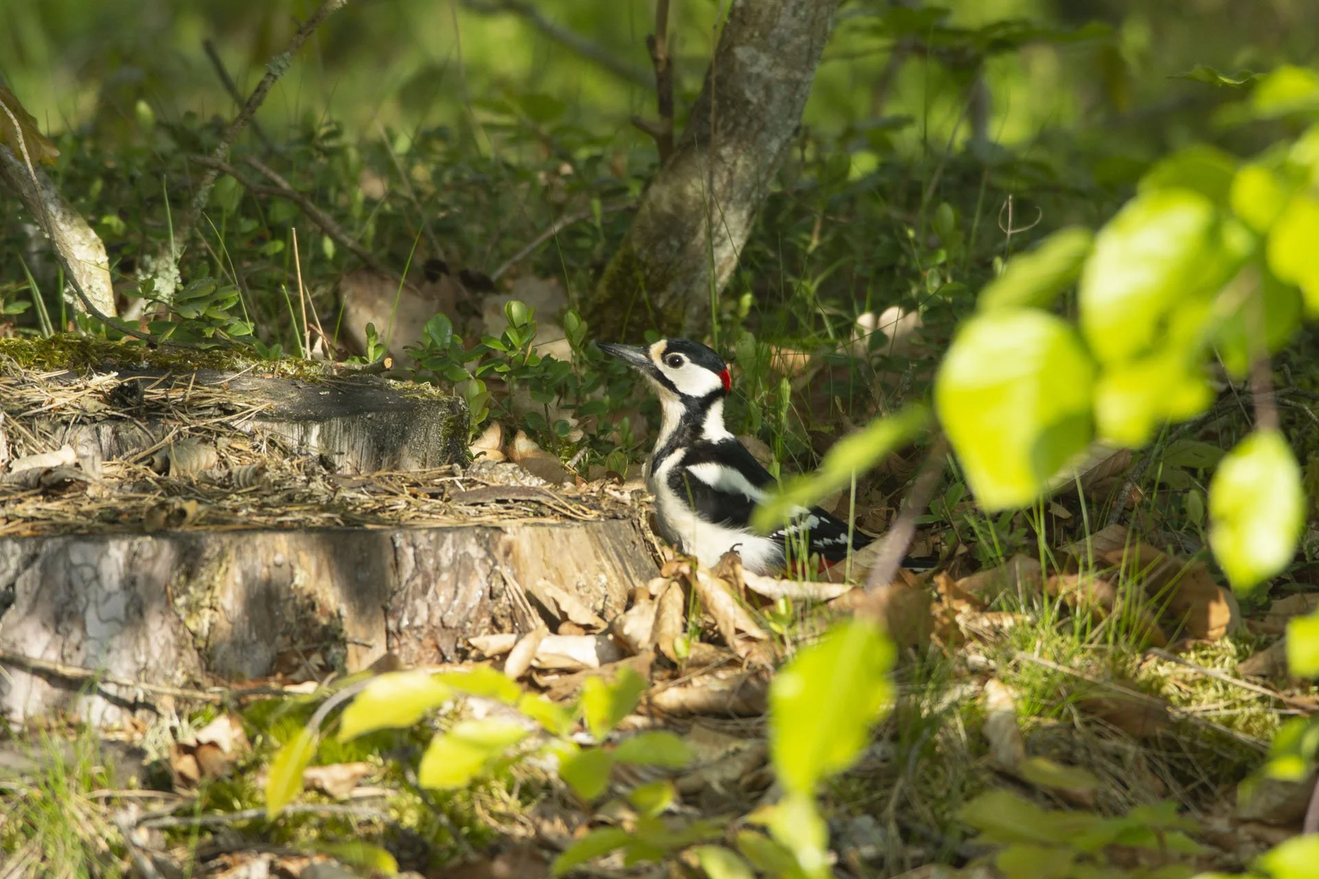 Powoli żegnam się z Kaszubami