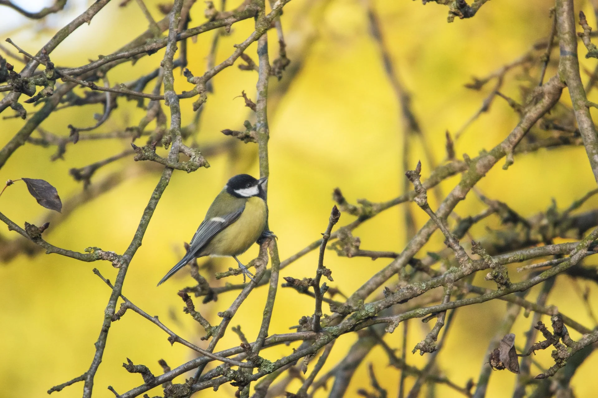 Powrót do Lasu Kabackiego