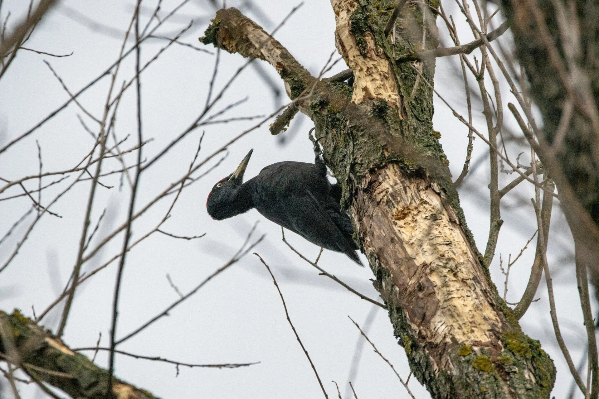 Drzewo dzięciołów