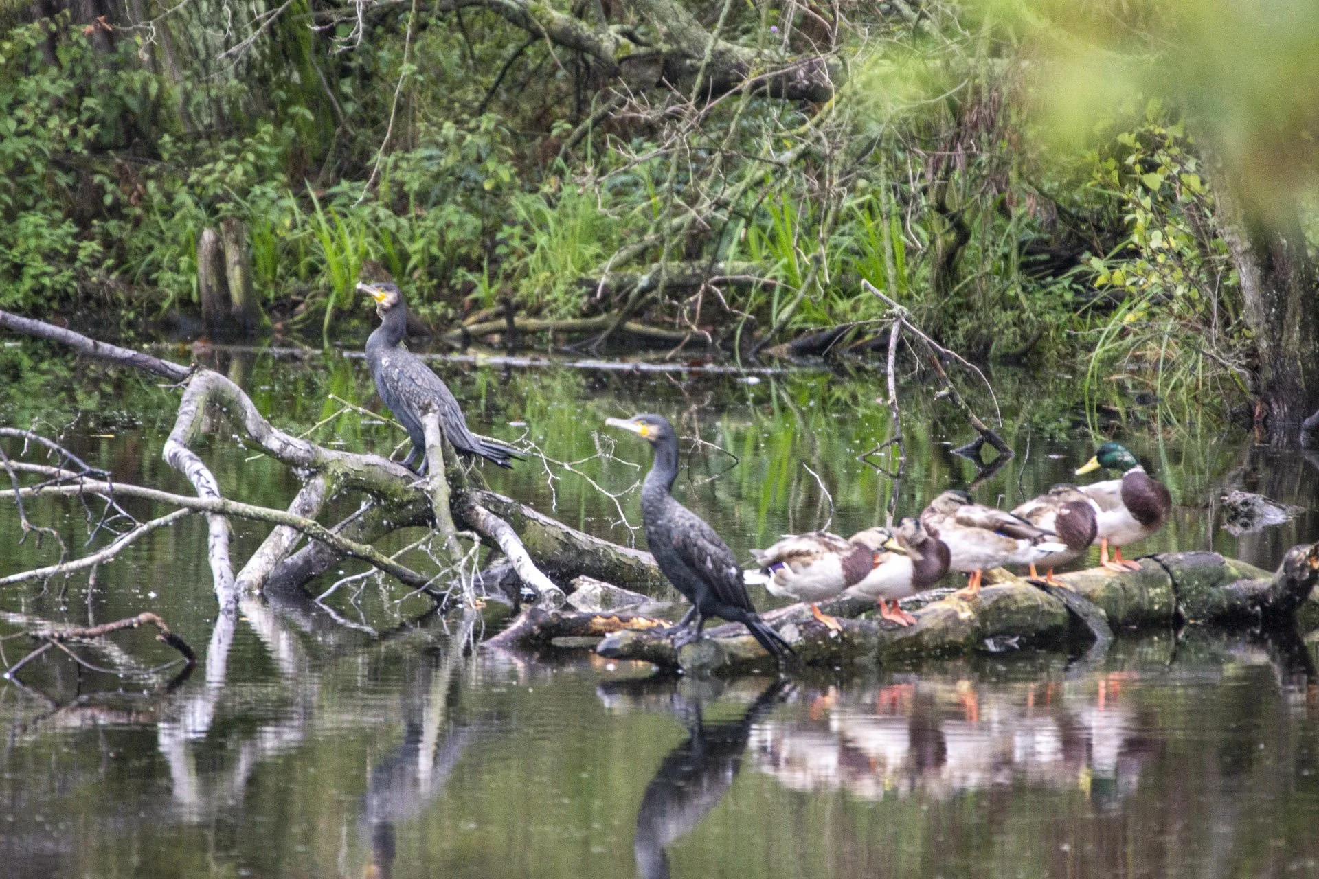 Przypadkowe odkrycie