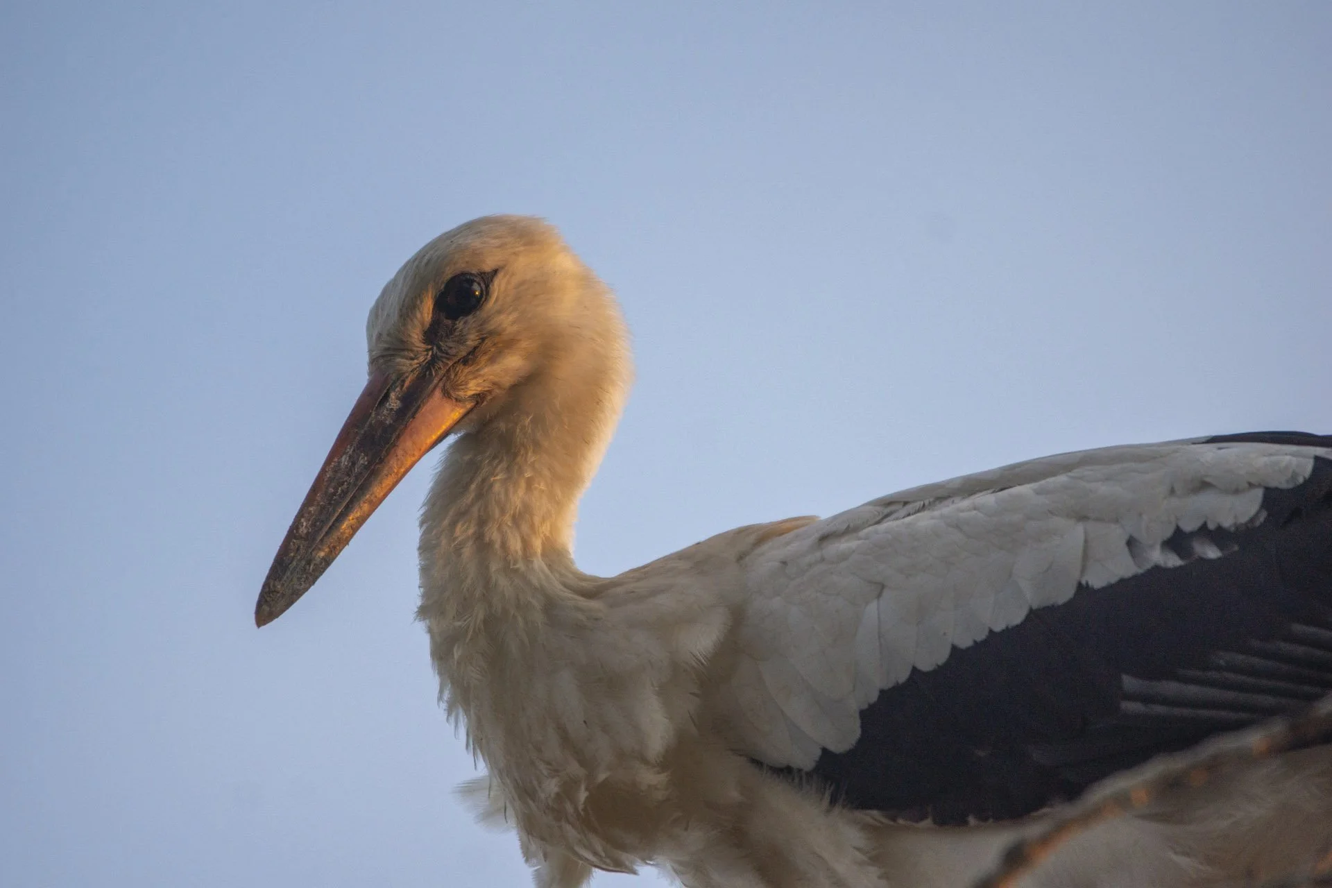 Narwiański Park narodowy
