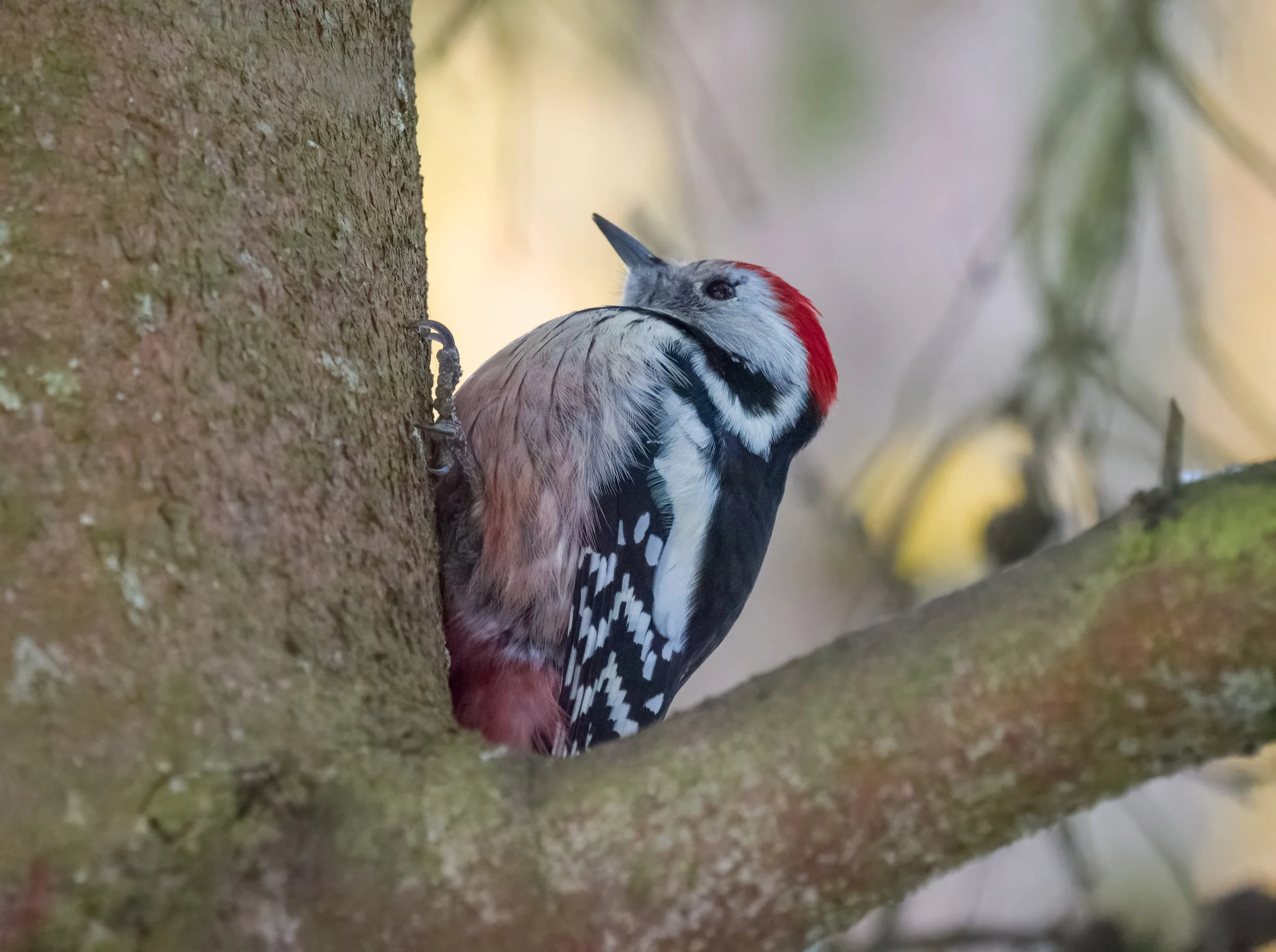 Dzięcioły, kowaliki, sójki i … inne