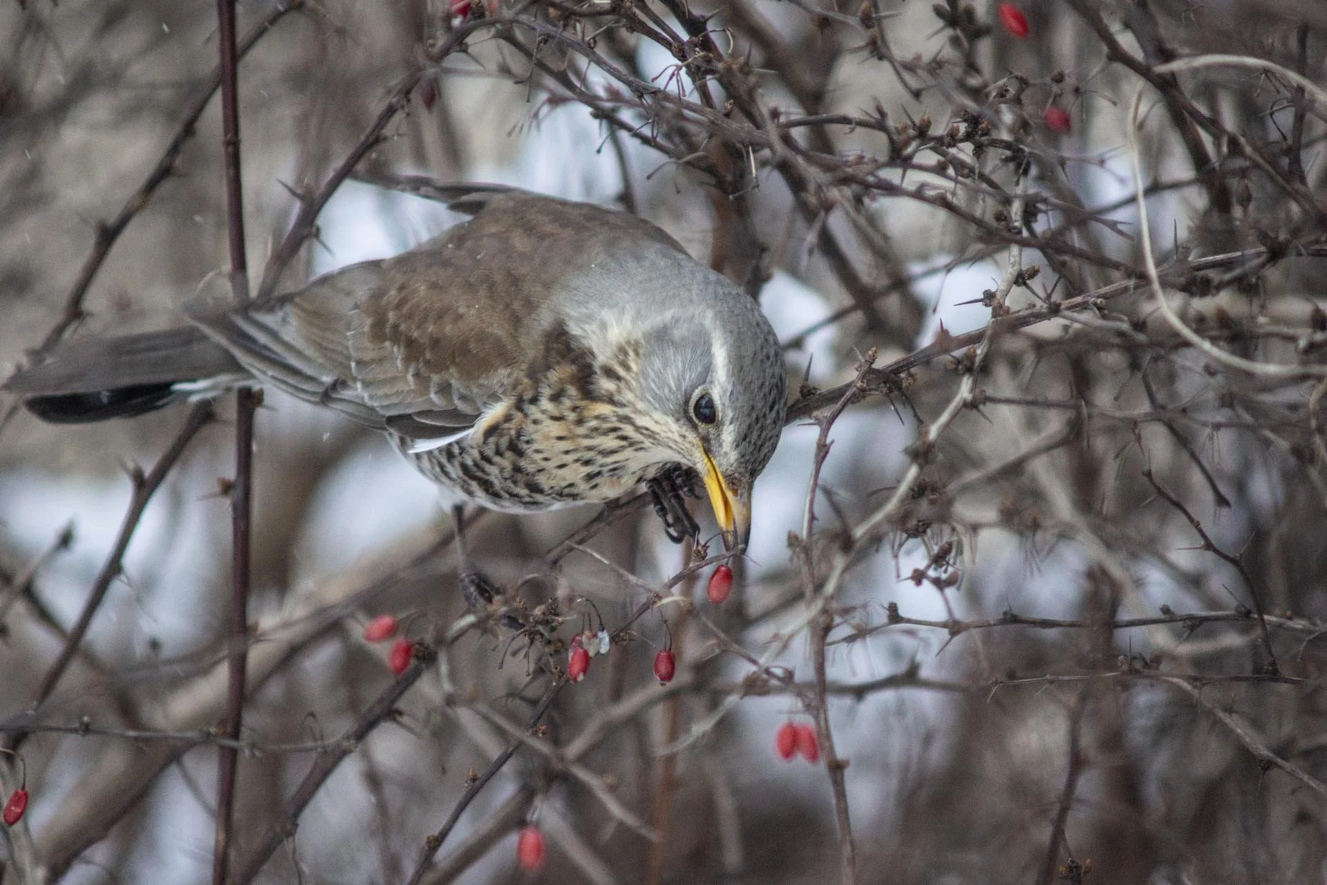 Moje pierwsze ptasie sesje ;)