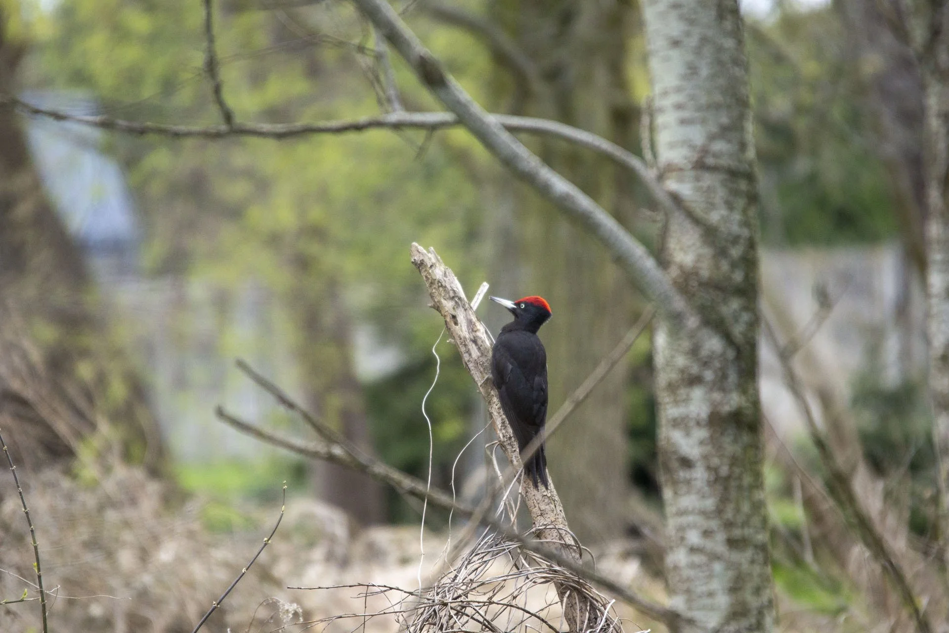 Nadwiślańskie dzięcioły