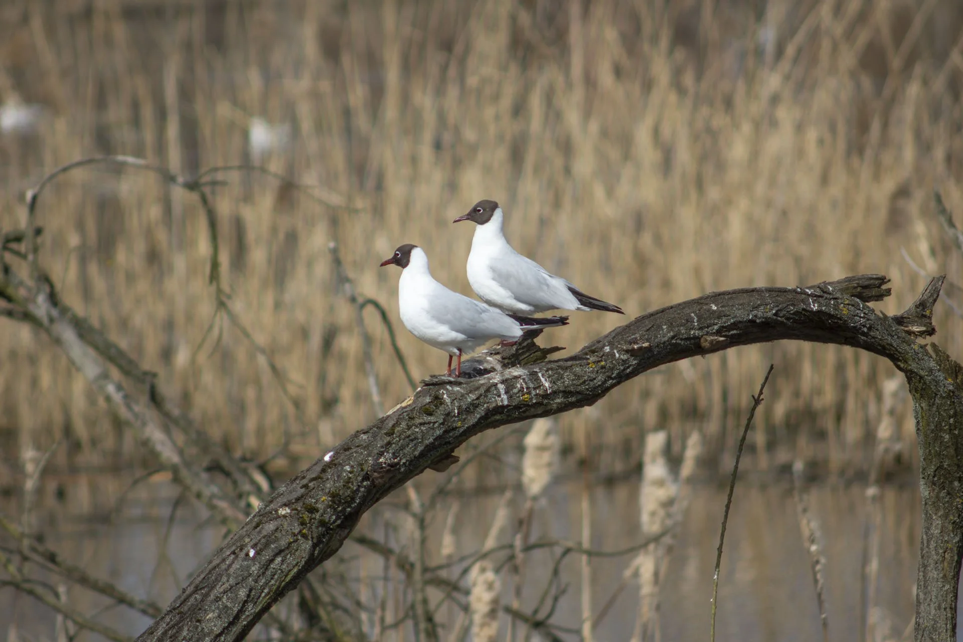 Śmieszki z Konstancina