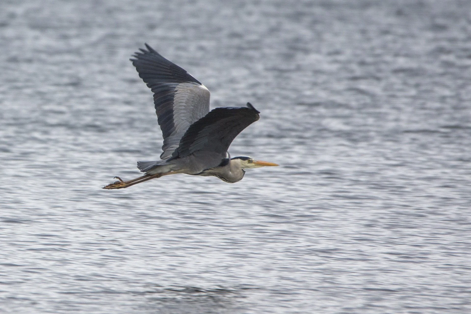 Pierwszy spacer nad Junno