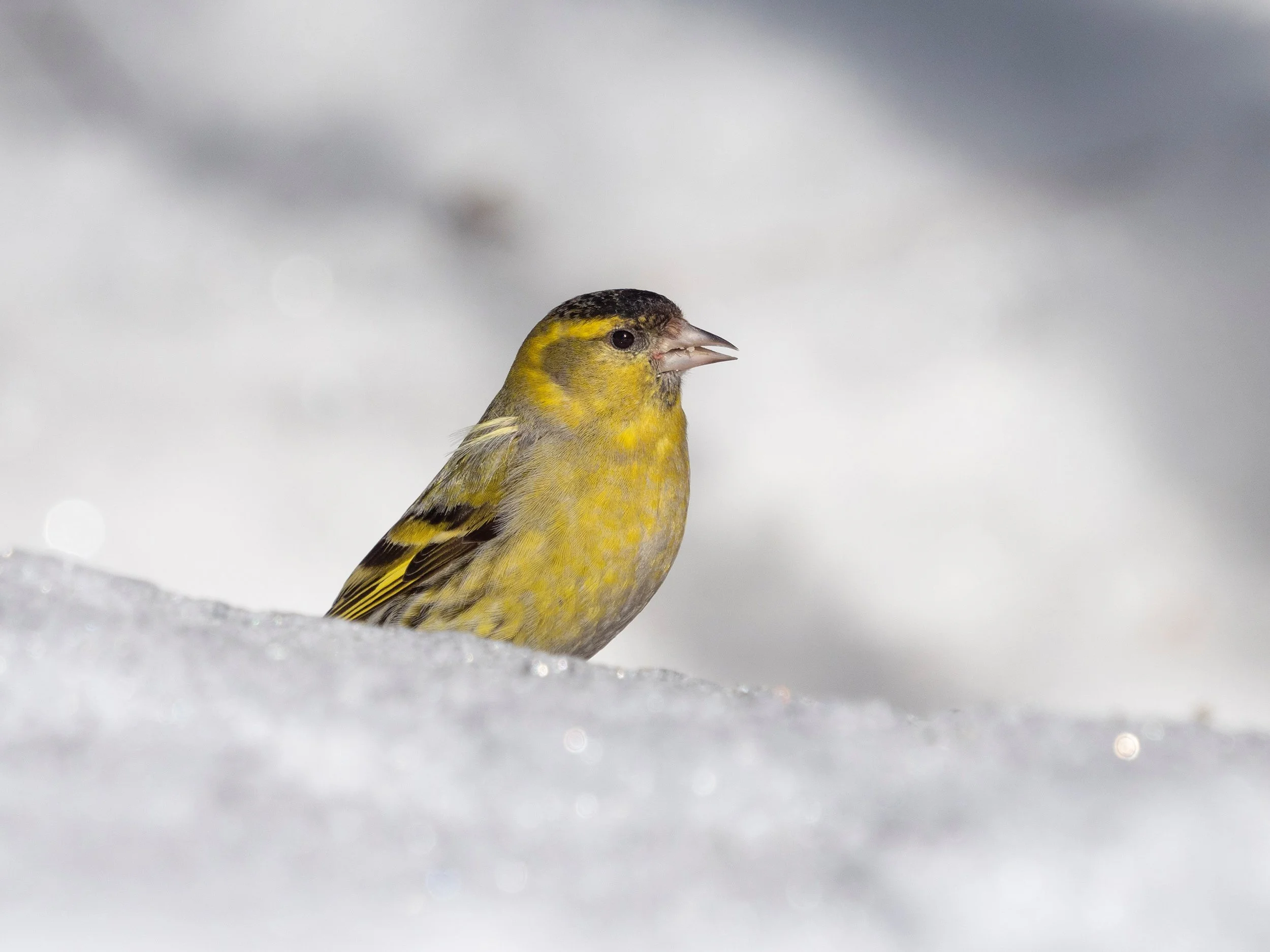 Więcej słońca - mniej ziarna ;)